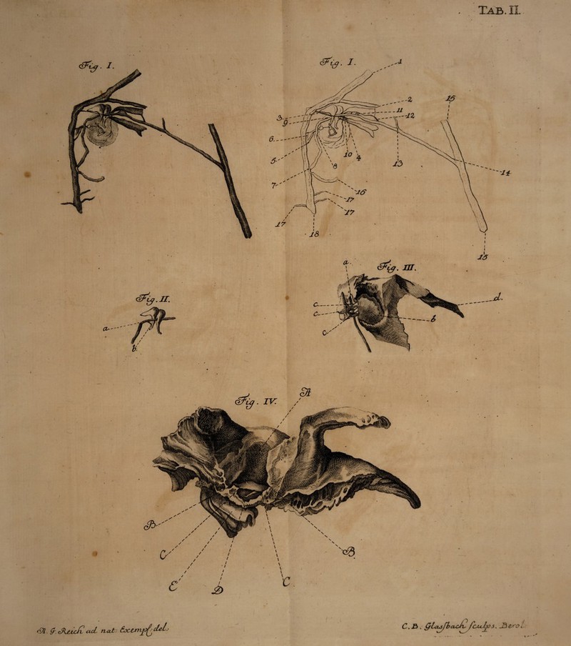 Tab. II rQ?. zAjLtcfb cccL ruit: C.£>. QLcuJbcuJiSs, J9eiroc