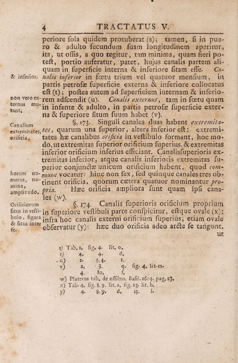 & inferior. non vero ex¬ ternus mu¬ tant* Canalium extremitates, orificia 5 Irorum nu¬ merus, no¬ mina , amplitudo* Orificiorum litus invefli- buio 5 figura & litus- inter fe. periore fola quidem protuberat (s); tamen, fi in pue¬ ro & adulto fecundum fuam longitudinem aperitur, ita, ut offis, a quo tegitur, tam minima, quam fieri po- teft, portio auferatur, patet, hujus canalis partem ali¬ quam in fuperficie interna & inferiore fi tam e ile. Ca¬ nalis inferior in foetu trium vel quatuor menfiutn, in partis petrofe fuperficie externa & inferiore collocatus eft (t) ; poilea autem ad fuperficiem internam & inferio¬ rem adfcendit (u). Camlis externus, tam in foetu quam in infante & adulto, in partis petrofe fuperficie exter¬ na & fuperiore fitum fuutn habet (v). §* 173. Singuli canales duas habent extremita¬ tes, quarum una fuperior, altera inferior eft: extremi¬ tates hx canalibus orificia in veftibulo formant, hoc mo¬ do, ut extremitas fuperior orificium fuperius, & extremitas inferior orificium inferius efficiant» Canalisfuperioris ex¬ tremitas inferior? atque canalis inferioris extremitas fu- perior conjundaeunicum orificium habent, quod com¬ mune vocatur: hinc non fex, fed quinque canales tres ob¬ tinent orificia, quorum caetera quatuor nominantur pro* pria. Haec orificia ampliora funt quam ipii cana¬ les. (w). §, 174, Canalis fuperioris orificium proprium in fuperiore veftibuli parce cpnfpicitur, eftque ovale (x)t infra hoc canalis externi orificium fuperius, edam ovale obfervatur (y) : haec duo orificia adeo arde fe tangunt, ut s) Tab* i* fig* 4* Ut* 0* tj 4> 4* c!» »n) 1» 3? 4® r» v) 2, * 3. q. fig« 4* lit* ffic 4* lo» ff -w) Platerus tab* de offibus. Bafil. 1603. pag»2'^ x) Tab» 4» fi e. 8, 9. Iit. a* fi e. 13. iit. h,