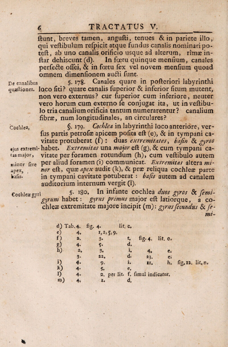 fiunt, breves tamen, angufti, tenues & in pariete illo, qui veftibulum refpicit atque fundus canalis nominari po- teft, ab uno canalis orificio usque ad alterum, rimae in- flar dehiscunt (d). In foetu quinque meniium, canales perfede ofTei, & in foetu fex vel novem menfium quoad omnem dimenfionem au£H funt. De canalibus 178- Canales quare in pofteriori labyrinthi qusftiones. loco fiti? quare canalis fuperior & inferior litum mutent, non vero externus? cur fuperior cum inferiore, neuter vero horum cum externo fe conjugat ita, ut inveftibu- lo tria canalium orificia tantum numerarentur ? canalium fibrae, num longitudinales, an circulares? Cochlea, §. 179. Cochlea in labyrinthi loco anteriore, ver* fus parris petrofse apicem pofita eft (e), & in tympani ca¬ vitate protuberat (f) : duas extremitates, bafin & gyros tjus extremi-habet. Extremitas una major eft (g), & cum tympani ca¬ tas major, vitate per foramen rotundum (h), cum veftibulo autem minor five Per aliud foramen (i) communicat. Extremitas altera mi- apexj nor eft, cpxxapex audit (k), & prae reliqua cochleae parte fcafis. in tympani cavitate potuberat : hafis autem ad canalem auditorium internum vergit (1). Cochleae gyri §. i8o. In infante cochlea duos gyros & femi- gyrUm habet: gyrus primas major eft latiorque, a co¬ chlea extremitate majore incipit (m): gyrus fecundus 8c fe- mt d) Tab,4. fig. 4. Iit, c. e) 4♦ 1,2, 5>9* f) 2. 3. t. fig. 4. lit. 0. g) 4. d, h) 2* 3. « 1. 4. e* 3* 22* d. 23. e. i) 4. 9* • 1. ir« h. *) 4« 5. e. 1) 4» 2. per lit. f. fimul indicatur. m) 4* I. d. /ig412,