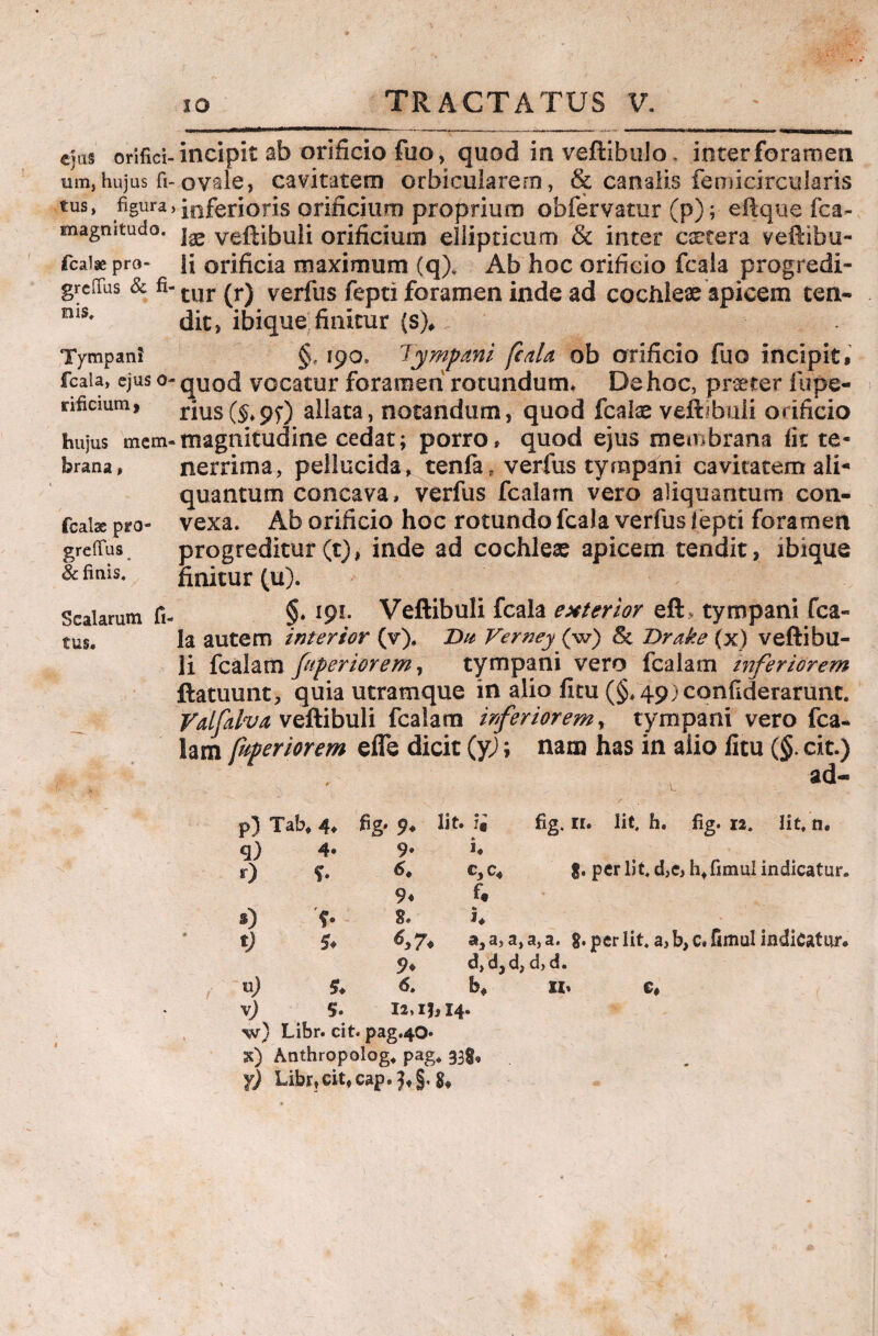 ejus orifici-incipit ab orificio fuo, quod in veftibulo. inter foramen um,hujus fi-ovale, cavitatem orbicularem, & canalis femicircuJaris tus, figura, inferioris orificium proprium obfervatur (p); eftque fca- magmtudo. veftibuli orificium ellipticum & inter cetera veftibu- Tcaiaepro- H orificia maximum (q). Ab hoc orificio fcala progredi- grcffus & fi- tur verfus fepti foramen inde ad cochleae apicem ten- nis# dic, ibique finitur (s). Tympani §. 190, Tympani fcala ob orificio fuo incipit, fcala, ejus o« quod vocatur foramen rotundum. De hoc, praeter iupe- rificmm, riusC&pf) allata, notandum, quod fcake veftibuli orificio hujus mem-magnitudine cedat; porro» quod ejus membrana fit te- brana» nerrima, pellucida, tenfar verfus tympani cavitatem ali¬ quantum concava, verfus fcalam vero aliquantum con- fcaise pro- vexa» Ab orificio hoc rotundo fcala verfus iepti foramen greftus. progreditur(t), inde ad cochleas apicem tendit, ibique & finis. finitur (u). Scalarum fi- §* l9l• Veftibuli fcala exterior efT tympani fca- tus. Ia autem interior (v). Da Verney (w) 5c Drake (x) veftibu- 11 fcalam [aperiorem, tympani vero fcalam inferiorem ftatuunt, quia ucramque in alio fini (§,49)confiderarunt. Valfalva veftibuli fcalam inferiorem, tympani vero fca¬ lam fuperiorem effe dicit (y); nam has in alio litu (§. cit.) p) Tab, 4* fig* 9« lit. ii fig, n. lit. h. fig. 12. lit, n. q) 4» 9* T r) 9« ft $. per lit. d,e, h,fimul indicatur» 0 'f. 8. K t) 6,7* a, a, a, a, a. 8. per lit. a, b,c«fimul indicatur* 9» d, d,d, d, d. *) 6. b* SI» e» s. 12, ij, 14. vr) Libr. cit. pag.40« ss) Anthropolog, pag* 33$, y) Libr,cit, cap.}»§. 8*