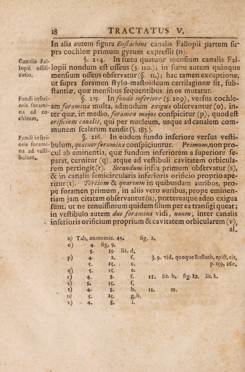 Canalis Fal lopii offifi catio» Fundi inferi oris forami na ad co chleam* Fundi inferi oris forami na ad velli bulum* 18 TRACTATUS V. . ii— i > imuMlilihiM iftiwffmr Mlnniirann ■— 1. ■ m • , ' i i nm^—. , , In alia autem figura Euftachius canalis Fallopii partem ftr pra cochleae primum gyrum exprefiit (n). §. 2 i4. In fcetu quatuor menfium canalis Fal¬ lopii nondum eft olleus (§. no.}; in foeta autem quinque menfium offeusobfervaturf§. n4); hac tamen exceptione, ut fupra foramen ftylp-maftoideum cartilagineae fit, fub- ftantite, quce raenfibus fequentibus, in os mutatur. §. 215. In fando inferiore (§. 209), verfus cochle- am foramina multa, admodum exigua obfervantur (o), in¬ ter quse, in medio, foramen majus confpicitur (p), quod eft orificium canalis, qui per nucleum, usque ad canalem com¬ munem fcalarum tendit(§. 183.). §. ii6. In eodem fijndo inferiore verfus vefti* bulum, cfaaimrfarnmina corifpiciuntur. Primum,non pro» cui ab eminentia, quae fundum inferiorem a fuperiore fe- parat, cernitur (q), atque ad veftibuli cavitatem orbicula¬ rem pertingit(r). Secundum infra primum obfervatur (s), & in canalis femicircularis inferioris orificio proprio ape¬ ritur (t). :'Tertium & quartum in quibusdam auribus, pro* pe foramen primum, in aliis vero auribus,prope eminen¬ tiam jam citatam obfervantur(uj,praetereaque adeo exigua funt, ut ne tenuiffimum quidem filum per ea tranfigi queat; in veftibulo autem duo foramina vidi, unum \ inter canalis inferioris orificium proprium & cavitatem orbicularem (v)5 aL n) Tab, anatomic, 4^ fig, 2♦ 0) 4* 1* fig* 9* II* Iit. d4 p) 4* 2. f. 3,9. vid, quoque Euflacb, epifficit. c. p. 159, 160, q) t* c. II, lit. h* fig. Is. Iit. k. r) 4. S* f. 4 1* I* fi t) 4e s. b. 12, m. n) 5. K g>h*