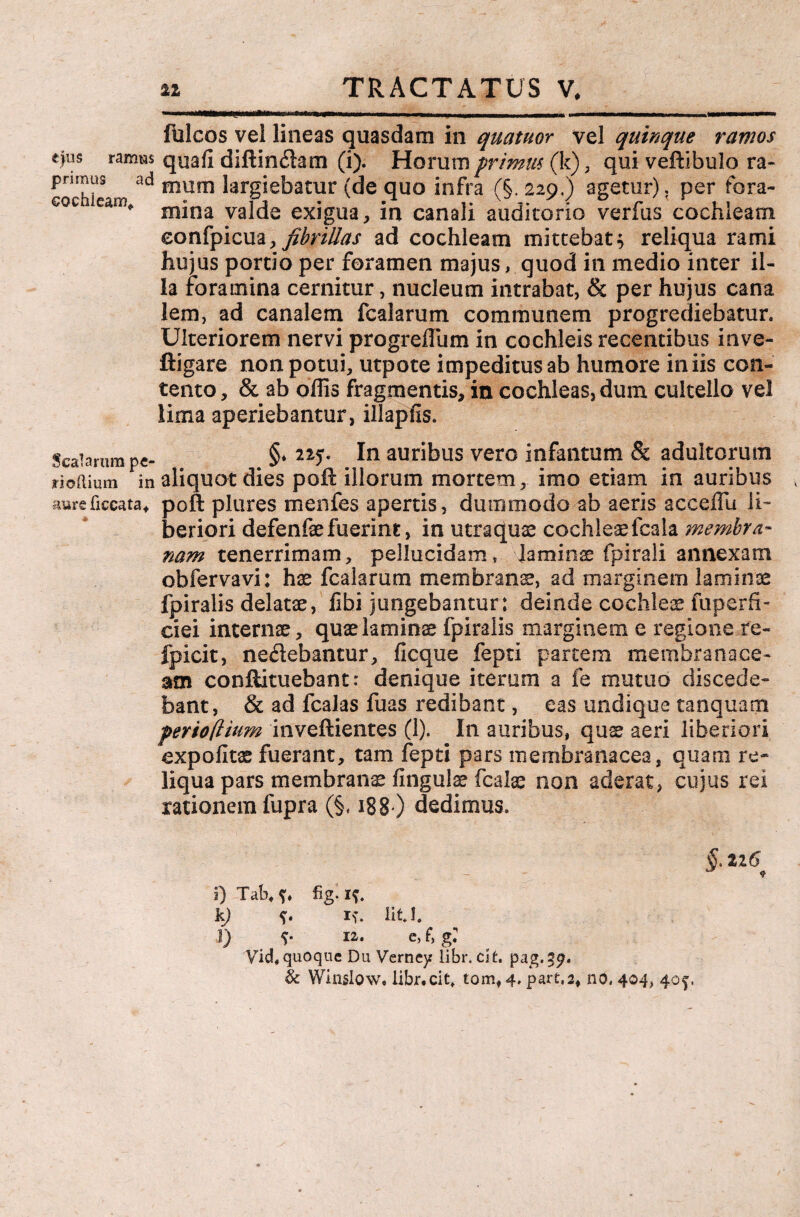 fulcos vel lineas quasdam in quatuor vel quinque ramos ejus ramtas quali diftincftam (i). Horum primus (k), qui veftibulo ra- prnnus ad mnm largiebatur (de quo infra (§. 229,) agetur), per fora- €qc eam, mjna yaide exigua, in canali auditorio verfus cochleam eonfpicua, fibrillas ad cochleam mittebat* reliqua rami hujus portio per foramen majus , quod in medio inter il¬ la foramina cernitur, nucleum intrabat, & per hujus cana lem, ad canalem fcalarum communem progrediebatur. Ulteriorem nervi progreffiim in cochleis recentibus inve- ftigare non potui, utpote impeditus ab humore iniis con¬ tento , & ab offis fragmentis, in cochleas, dum cultello vel lima aperiebantur, illapfis. Scalarum pe- §» 225- *n aur&us vero infantum & adultorum riodium in aliquot dies poft illorum mortem, imo etiam in auribus aurcficcata* poft plures menfes apertis, dummodo ab aeris aceelTu li¬ beriori defenfe fuerint, in utraquae cochleaefcala membra- nam tenerrimam, pellucidam» Jaminae fpirali annexam obfervavi: hae fcalarum membranae, ad marginem laoiiuae fpiralis delatae, libi jungebantur: deinde cochleae fuperfi- ciei internae, quae laminae fpiralis marginem e regione re- fpicit, nedebantur, ficque fepti partem membranace¬ am conftituebant: denique iterum a fe mutuo discede¬ bant, & ad fcalas fuas redibant, eas undique tanquam perioftium inveftientes (1). In auribus, qus aeri liberiori expolitae fuerant, tam fepti pars membranacea, quam re¬ liqua pars membranae lingulae fcalae non aderat, cujus rei rationem fupra (§. 188 ) dedimus. §■ «i® jj Tab. fig-if. k) iv liti. l) ia. e, f, g: Vid.quoque Du Verney libr. cit. pag.g?. & Winslow. libr.cit tom#4, part.2, no, 404, 40^.