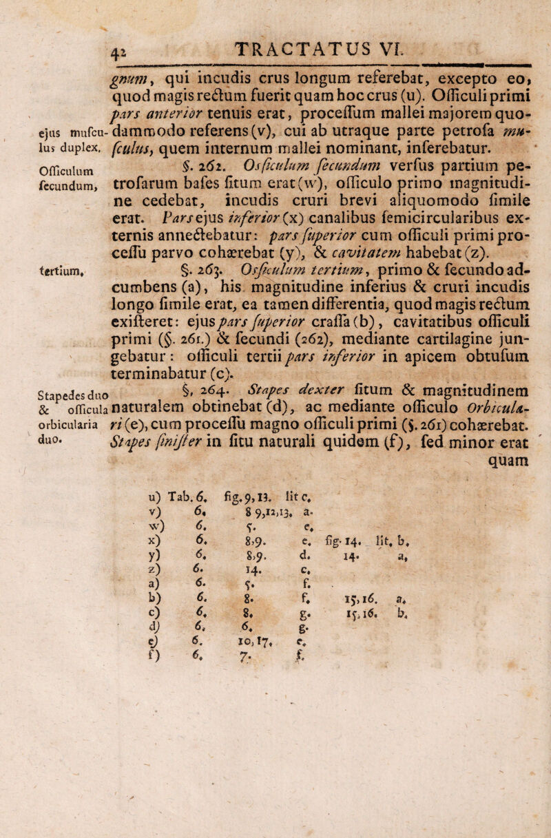 4* Ofllculum fecundum. gmniy qui incudis crus longum referebat, excepto eo, quod magis re&um fuerit quam hoc crus (u). Ofliculi primi pars anterior tenuis erat, proceffum mallei majorem quo- ejus mufcu-dammodo referens (v), cui ab utraque parte petrofa mu- lus duplex, fculus, quem internum mallei nominant, inferebatur. §. 262. Osftculum fecundum verfus partium pe- trofarum bafes ikum erat(w), ofTiculo primo magnitudi¬ ne cedebat, incudis cruri brevi aliquomodo fimile erat. Pars ejus inferior (x) canalibus femicircularibus ex¬ ternis anneftebatur: pars fuperior cum ofliculi primi pro- celfu parvo cohaerebat (y), & cavitatem habebat (z). §. 263. Osficulum tertium, primo & fecundo ad- cumbens (a), his magnitudine inferius & cruri incudis longo fimile erat, ea tamen differentia, quod magis re£lum exifteret: ejus pars fuperior cralfa(b), cavitatibus ofliculi primi (§. 261.) & fecundi (262), mediante cartilagine jun¬ gebatur : ofliculi tertii pars inferior in apicem obtufum terminabatur (c). 264. Stapes dexter fitum & magnitudinem & officulanaturalem obtinebat (d), ac mediante officulo OrbicuU- orbicuiaria ri (e), cum proceffu magno ofliculi primi ($. 261) cohaerebat, duo. Stapes [infler in litu naturali quidem (f;, fed minor erat M ■ ' I f: ' ^ quam tertium* Stapedes dao u) Tab, 6, fig.9,13. iitc* v) 6, S 9,i2)i3* SL* \v) 6, V e* *) 6. 8>9* e. fig-14. Ii t* b* y) <5* 8 >9. d. 14- a* z) 6. 14. c* a) 6. f. b) 6. 8. f; IJ, 1^. a* 0 8, g- 1^16. b* dj 6t 6* §• eJ 6, IO; 17* 0 6* 7- I.