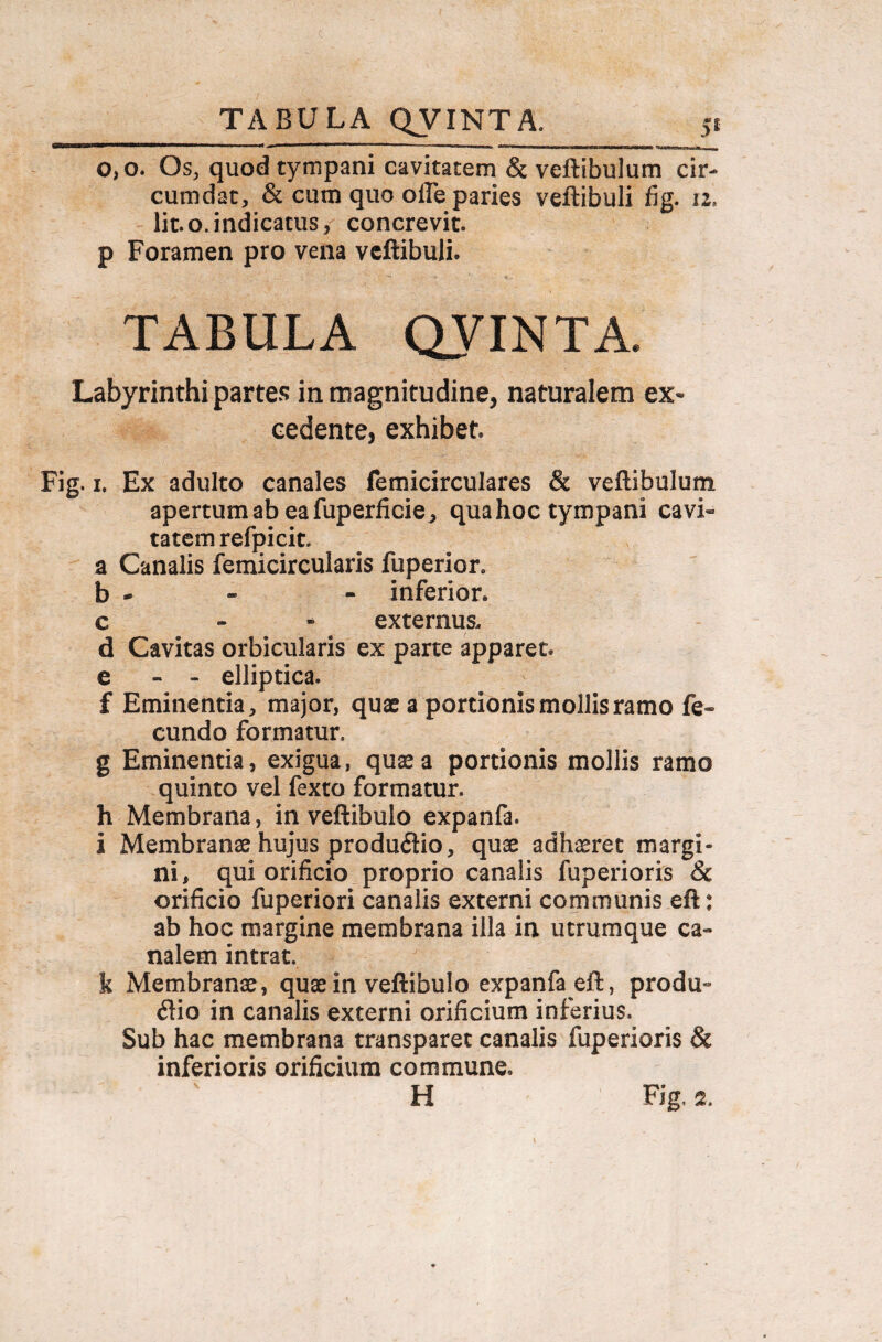 o,o. Os, quod tympani cavitatem & veftibulutn cir¬ cumdat, & cum quo olTe paries veftibuli lig. 12. Iit.o.indicatus, concrevit, p Foramen pro vena veftibuli. TABULA QVINTA. Labyrinthi partes iri magnitudine, naturalem ex¬ cedente, exhibet Fig. 1. Ex adulto canales femicirculares & veftibulum apertum ab ea fuperficiej, qua hoc tympani cavi¬ tatem refpicit. a Canalis femicircularis fuperior. b - - - inferior, c - externus, d Cavitas orbicularis ex parte apparet e - - elliptica. f Eminentia, major, quae a portionis mollis ramo fe¬ cundo formatur. g Eminentia, exigua, quae a portionis mollis ramo quinto vel fexto formatur, h Membrana, in veftibulo expanfa. i Membranae hujus produdio, quae adhaeret margi¬ ni, qui orificio proprio canalis fuperioris & orificio fuperiori canalis externi communis eft: ab hoc margine membrana illa in utrumque ca¬ nalem intrat. k Membranae, quae in veftibulo expanfa eft, produ- dio in canalis externi orificium inferius. Sub hac membrana transparet canalis fuperioris & inferioris orificium commune. H Fig, 2.