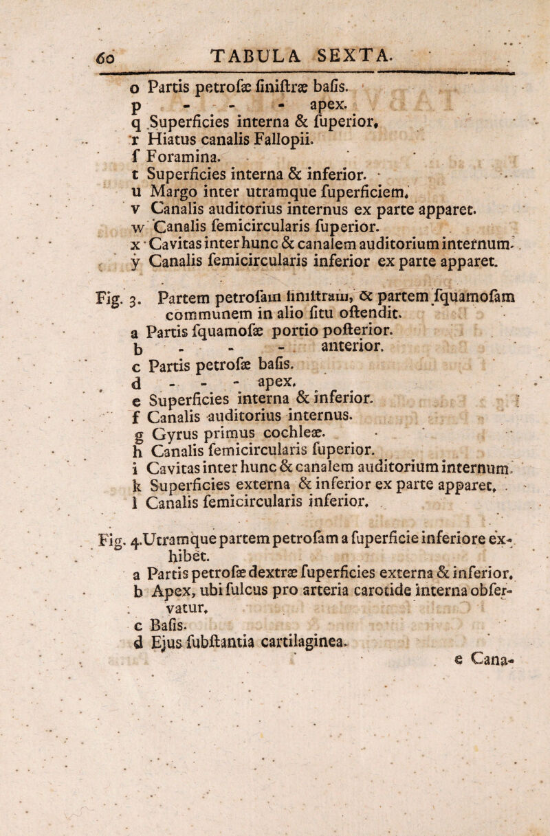 o Partis petrofae finiftrae bafis. p - - - apex, q Superficies interna & fuperior* r Hiatus canalis Fallopii. f Foramina. * t Superficies interna & inferior. * u Margo inter utramque fuperficiem. v Canalis auditorius internus ex parte apparet, w Canalis femicircularis fuperior. x * Cavitas inter hunc & canalem auditorium internum, y Canalis femicircularis inferior ex parte apparet. Fig. 3. Partem petrofam iiniitram, cc partemTquamofam communem in alio fitu oftendit. a Partis fquamofe portio pofterior. b - - - anterior. c Partis petrofse bafis. d . - - apex, e Superficies interna & inferior, f Canalis auditorius internus, g Gyrus primus cochleae. • ' ' h Canalis femicircularis fuperior. i Cavitas inter hunc & canalem auditorium internum, k Superficies externa & inferior ex parte apparet, . 1 Canalis femicircularis inferior, Fig. 4,Utramque partem petrofam a fuperficie inferiore ex¬ hibet. a Partis petrofe dextrae fuperficies externa & inferior, b Apex, ubifulcus pro arteria carotide interna obfer- : vatur, c Bafis. d Ejus fubftamia cartilaginea. e Cana-