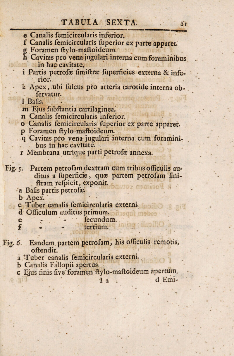 o* 6» e Canalis femicireularis inferior* f Canalis femicireularis fuperior ex parte apparet g Foramen ftylo-maftoideum. h Cavitas pro vena jugulari interna cum foraminibus i Partis petrofae fimiftrae fuperficies externa & infe¬ k Apex, .ubi fulcus pro arteria carotide interna ob«. fervatur. 1 Bafis. • m Ejus fubftantia cartilaginea* n Canalis femicireularis inferior, o Canalis femicireularis fuperior ex parte apparet p Foramen ftylo-maftoideum. q Cavitas pro vena jugulari interna.cum foramini- > bus in hac cavitate, r Membrana utrique parti petrofae annexa. Fig. ^ Partem petrofam dextram cum tribus officulis au¬ ditus a fuperficie, quae partem petrofam fini- . ftram refpicit, exponit, a Bafis partis petrofe. b Apex. * c Tuber canalis femicireularis externi d OiTiculum auditus primum, e - * fecundum, f tertium. Fig. 6, Eandem partem petrofam, his officulis remotis, oftendit, Tuber canalis femicireularis externi.. Canalis Fallopii apertus. . - - c Ejus finis five foramen ftylo-maftoideum apertum* Ia. d Emi-