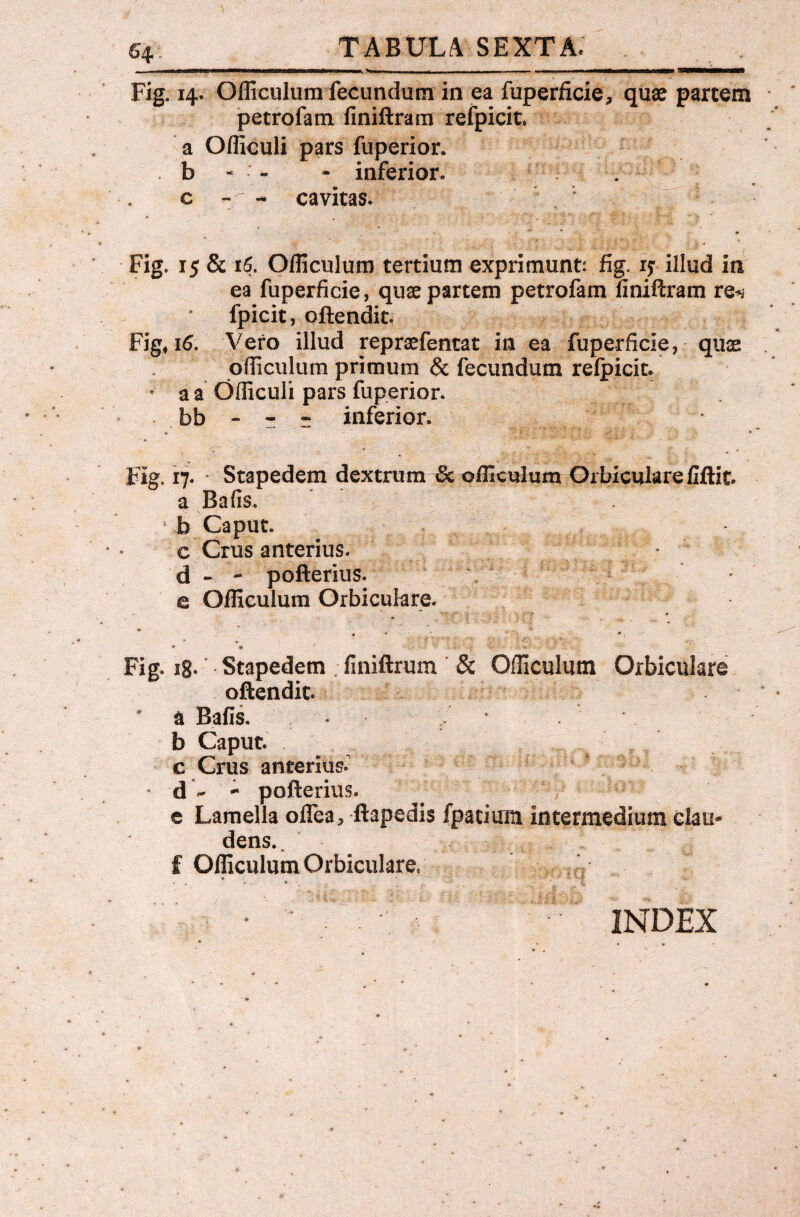 54 ■ Fig. 14. Officulum fecundum in ea fuperficie^ quae partem petrofam finiftram refpicit. a Officuli pars fuperior. . b - - - inferior* . c - - cavitas. ; Fig. 15 & 16. Officulum tertium exprimunt: fig. ij illud in ea fuperficie, quae partem petrofam finiftram re*j fpicit, oftendit. Fig, 16. Vero illud repraefentat in ea fuperficie, quae officulum primum & fecundum relpicit. • a a Officuli pars fuperior. bb - - - inferior. Fig. 17. Stapedem dextrum & officulum Orbiculare fiftit. a Bafis. : b Caput, c Crus anterius, d - - pofterius. e Officulum Orbiculare. • #, • i v * -; ;• • f Fig. ig- Stapedem finiftrum & Officulum Orbiculare oftendit. ' a Bafis. • ’ b Caput, c Crus anterius* * d - - pofterius. e Lamella offea* ftapedis fpacium intermedium clau* dens. • . •• ••• -f - £ Officulum Orbiculare, INDEX