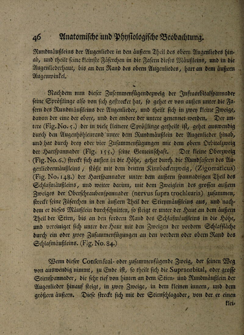 Stunbmduf (eins bet* 3fugen(ieber in ben auf ent $§ei( bes obern SiugenfiebeS f)im ab, unb tfyeilt feine Heinfle gdfercfjen in bie gafern biefes ÖKduf (eins, unb in bie 3(ugen(ieber(>auf, bis an Den Staub bes obern 3fugenfiebes, §arf an bem aufern SfugenminteL* Y 9tadj)bem nun biefcr 3tlfalltmenfugettbejn)etg ber QinftöoriHtaffpannaber feine ©prof (inge a(fo Don ftc^ geflrecfet fjat, fo gejjet er oon auf en unter bie ga* fern bes Stunbmduf (eins ber 2fügen(iebcr, unb tfyeilt ftd) in $n>ep Heine Steige, babon ber eine ber obere, unb ber anberc ber untere genennet werben* ©er un¬ tere (Fig.No. f.) ber in bie(^ Heinere ©prof (inge getfvedf if, ge§ef auswenbtg burd) ben 3i‘ugen£öf)(enranb'uneer bcm Stunbmduf(ein ber 3iugen(ieber ^inab, * unbfyat burd) brep oberster gufammenfugungen mit bem pbern örbita($weig ber jjartfpannaber (Fig. iss*) feine 0emeinfd)aft. ©er Heine Öber^weig (Fig.No.6.) frecft ftc§ aufen in bie jjöjje, ge§ef burd/ bie Stunbfafern bes 3{m genUebermduf (eins y fföft mit bem Dritten äfimtbatfeitjwcig, (Zigomaticus) (Fig. No, 148.) ber ijartfpamtaber unter bem auferu fpaunabrigen $§ei( be$ ©d/Iafmdtif (eins, unb weiter barinn, mit bem 3^eig(ein bes grojfen aufern gweiges ber Oberfd^raubenfpannaber (nervus fupra trochlearis) ^ufammen, firecft feine gdferd^cn in ben auf ern 5fei( ber ©firn m auf (eins aus, nnb'nad^ bem er biefeS SRduffein burd)fcf>mtten, fo feigt er unter ber Qaut an bem aufern 5^et( ber ©firn, bis an ben forbern Staub bes ©d^afmduffemS in bie ^b§e, unb bereiniget ftcf) unter ber Jjaut mit ben 3*aeigen ber oerbern ©dtiaffdd^e burd,) ein ober $wep 3ufawm.ettfftgüngen an ben boebern aber obern Staub bes ©d^afmduf (eins* (Fig. No. 84«) >' \ . : SÖenn biefer Confenfual- ober jufammenfugenbe 3^eig, feinen ®e3 bon auswenbig nimmt, $u(£nbe if, fo tbedt fc() bie Supraorbital, ober groflje ©tirnfpannaber, bie fe§r tief Don fönten an bem ©firm üub Stunbmduftein ber 3lugenlieber f)iuauf fieigt, in $wep 3n>eige, in bem f(einen innern, unb bem grbfevn aufern* ©iefe fhrecft ftc^ mit ber ©tirnfd;(agaber, Don ber er einen . Hei*