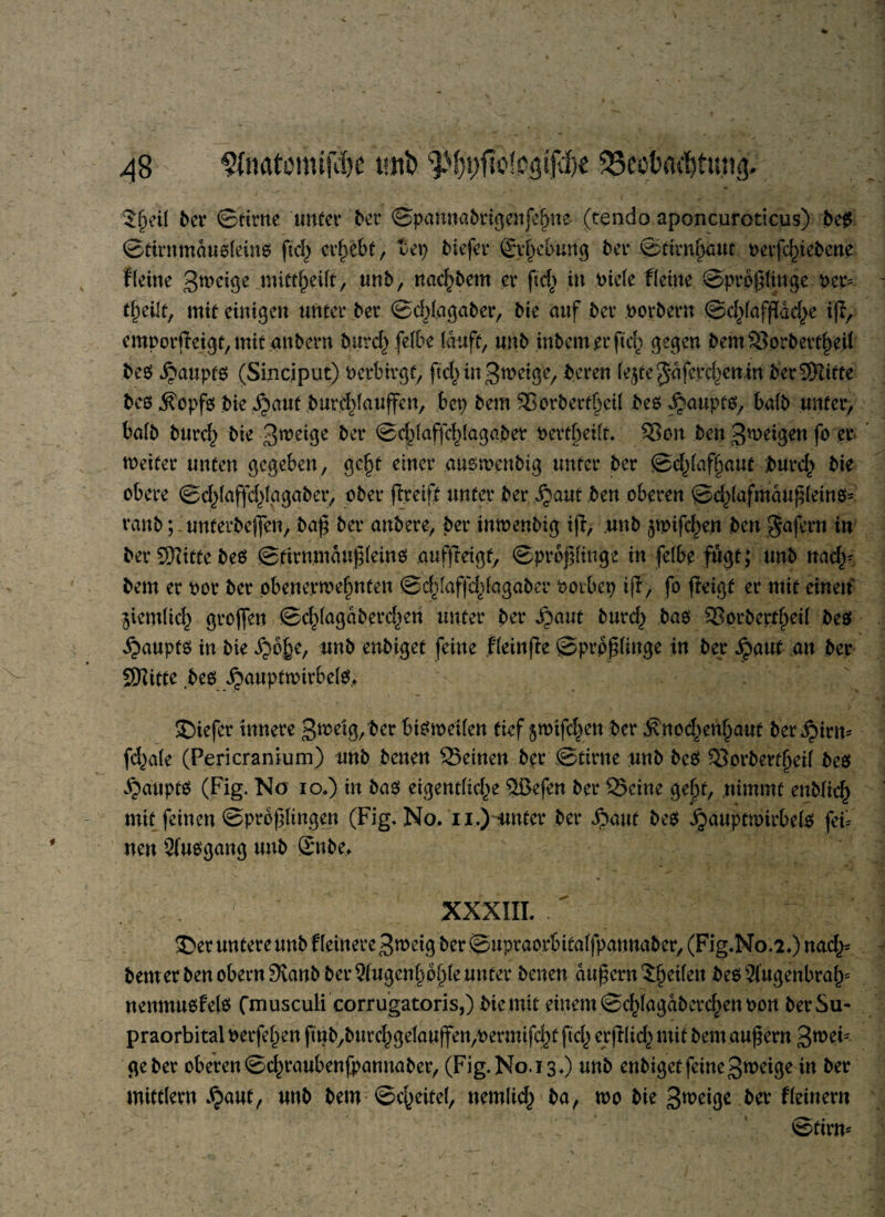 $f>eil ber ©firne unter ber ©pamtabrigenfe^ne- (tendo aponcuroticus) beg ©tirnmauoleinP fiel) ergebt, tep tiefer .Sy^eßung ber ©tfcnljaut oerfd>iebene flerne gweige „mittfKilt, unb, nacktem er fic^ in riefe flehte ©proßlinge per^ tf)eilt, mit einigen unter ber ©d^lagaber, bie auf ber rorbern ©d^lafßdc^e i(f, emporjleigt,mit aubern burd^felbe lauft, unb interner ftd) gegen bentSprbertljeÜ beP J^aupfP (Sinciput) Perbwgf, ftdmgweig'e, bereu le^tej-dfercbenin bereifte bep $opfp bie ^auf burdjlauffen, bep betn Sorberfljeil bep ^aupfp, halb unter, halb burd^ bie gweige ber ©d^affc^lagaber oerffwilt. Sott beu Steigen fo er weiter unten gegeben, gc§t einer aupwenbtg unter ber ©d^laffjaut burcf) bie obere ©d^laffd^fagaber, ober jireifit unter ber S^aut ben oberen ©d^lafmduf (einö- raub; unterbejfen, baf ber attbere, ber inwenbig ift, unb ^wifd^en ben gafern in ber ©litte beP ©tirnmduf leinP aufjleigt, ©proplütge in felbe fugt; unb nady bem er ror ber pbenerwefmten ©d)[affd}lagabcr rotbcp tjf, fo fteigt er mit einen $icm(id) grojfen ©ct)lagdberd)en unter per ijaut burd^ bao Sorbertf)eil bep ^auptp in bie Jjb^e, unb enbiget feine fleinjfe ©prpflinge in ber Jpaut an ber SSKitte beo ^auptwirbelP, tiefer innere gwetg,ber biPmeilen tief jmifef^en ber ^noc^enfjaut ber ^irn- fcf)a(e (Pericrankirn) unb benen Seinen ber ©firne unb bcP Sorbertfjeil bep ^auptP (Fig. Na io.) in baP eigentlid^e ®efen ber Seine gel)f, nimmt entfiel) mit feinen ©proßlingen (Fig. No. ii.)unter ber Äaut bep ijauptmirbelp feu iten 2(upgang unb £nbe, XXXIII. £>er untere unb Heinere gweig ber ©upraorbttaffpannaber,(Fig.No.'2.) nad^ bem er ben obern Svanb ber 2(ugen£b§le unter benen auf ern feilen be02l’ugenbraf)= ttenmuPfelP fmusculi corrugatoris,) biemit einem©d^agdberdjenoon berSu- praorbital oerfef)en finbyburd^gelaujfen,Permifd^t fiel) cr(Ilicf) mit bem auf ern gweh ge ber oberen ©d^raubenfpannaber, (Fig.N0.13.) unb enbigetfeinegweige in ber mittlern ^)auf, unb bem ©c^eitel, nemlid^ ba, wo bie gweige ber Heinent ©tint*