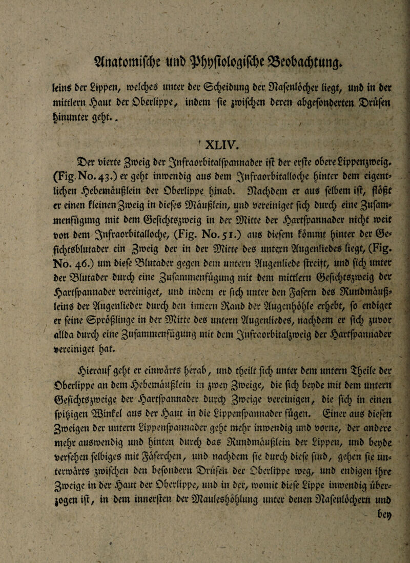 StnatomifcDe tttiö 9%jtoto<jifdje 23eoba$ttm<|. kxn§ ber Sippe«, melcf)e$ unter ber ©Reibung ber Dfafenloc^er Hegt, unb in bet mittler« ^aut t>er Oberlippe, inbem fte ^mifd^en bereu abgefonberten ©rüfen hinunter gef«., > V '. * • )• y-. . ‘ / ' XLIV. SDetr bterfe 3n,e*9 fc« ?\nfraorbitaI(paniniber ift 6er erfte o6ere8tppenj»etg. (Fig.N0.43.) ergebt inmenbig aus bem Sufraorbitallocl^e hinter bem eigene liefen jjebemaußlein ber Oberlippe fxinab. DTac^bem er am felbem iß, floßt er eine« fleinen3meig in biefeO SKdußlein, unb bereiniget fid^ burd^ eine 3ufam* menfügung mit bem ©eftc^meig in ber 3ftitfe ber ^artfpannaber nid^t mit 00« bem ^ufw^üallod^e, (Fig. No. 51«) aus biefem fbmmt hinter ber©e* fid)t$blutaber ei« 3we'8 ber in ber SRitte beö unter« 3(uge«liebeo fiegt, (Fig. Nö. 46.) um biefe 23(utober gegen bem untern ?fugenltebe fhrcift, u«b fid> unter ber 23lutaber burcf) eine 3ufammenfügung mit bem mittler« ©eftd^föjmeig ber ^artfpannaber bereiniget, unb inbem er ftc^ unter ben Jafer« be$ 9vu«bmduß^ leinö ber 2(ugenlieber burc^ ben irmern 9vanb ber 9fuge«§bl)le ergebt, fo enbiget er feine ©proßlinge in ber SKitte beo untern Sfugenltebeo, nad^bem er ftd^ juoor allba burd^ eine 3ufammenfügung mit bem ^nfraorbita^meig ber jjartfpannaber bereiniget £at. ■ ‘ - h VJ • *- . * ' , \ » % * * 1 . / j ; hierauf gef« er einmdrfg f)erab, unb tfyeik ftd^ unter bem unfern Steife ber Oberlippe an bem ^cbemaußläu in $mep 3me^e/ bk ftef) bepbe mit bem unfern @eficf)t3$mcige $>er ^artfpemnaber bnrcf) 3meige bereinigen, bie fic^ in einen fpi^igen ®infel am ber ijaut in bie Sippenfpauwtber fügen, ©ner am biefen 3meigen ber untern Sippenfpannaber gef« mef>r inmenbig unb borne, ber anbere mef« auomenbig unb §infen burd) bas Stunbmdußlein ber Sippen, unb bepbe berfe^en felbiges mit gdfer d^en, unb nad^bem fie burd,) biefe finb, gel>en fie un= termdrts jmifdjen ben befonbern ©rufen ber Oberlippe meg, unb enbigeni^re 3meige in ber d?aut ber Oberlippe, unb in ber, momit biefe Sippe inmenbig über* jogeniß, in bem innerßen ber Sftauleol)öf)lung unter bene« 9lafenlbc|>ew unb bet)