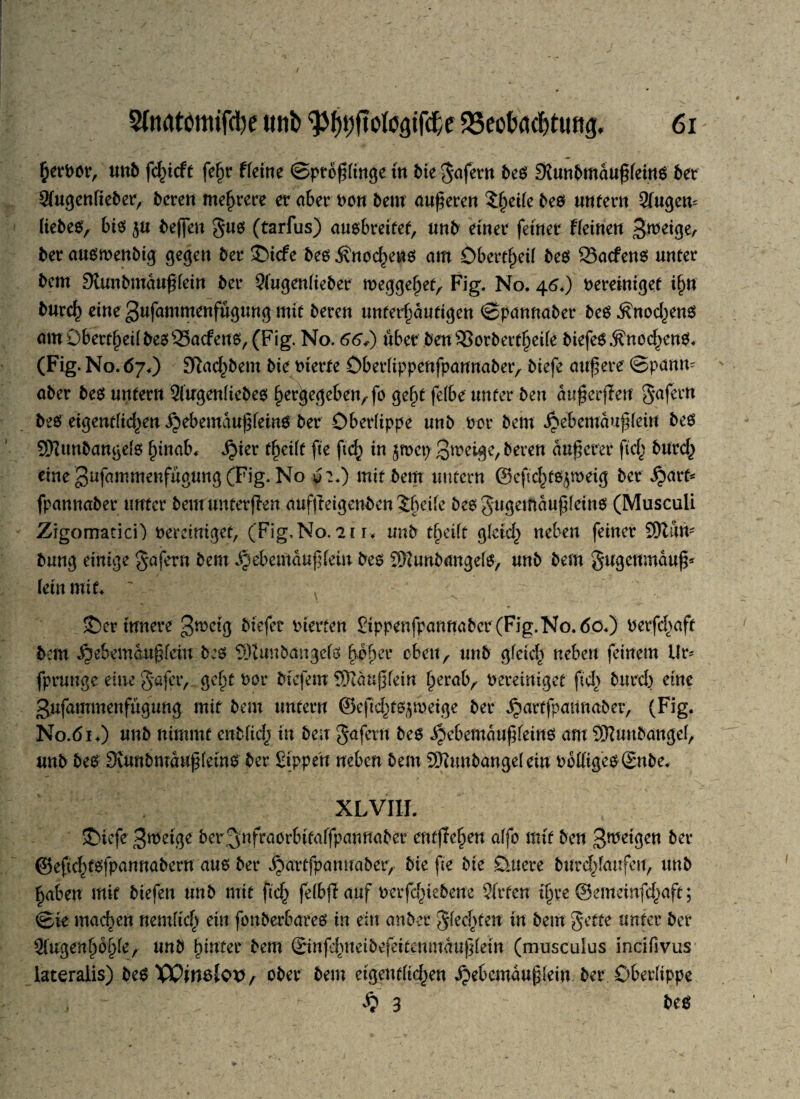 fcetnot, unb fd^icfe febt tferne ©ptöffinge in bie gafetn beö 9lunbmau£(ein$ bet Siugenfiebet, beten mef>tcte et aber non bem outeten ?^>et(e beo unfetn 2iugem liebes, bis $u beffen gus (tarfus) ausbteifet, unb einet feinet Ffeinen Stneige, bet ausmenbig gegen bet Jbicfe bes ÄnodKWS am Öbettfyeü bes 23acfens untet* bcm Otunbrnaugfein bet 3(wgen(tebet weggebef, Fig. No. 46.) oeteinigef i§n butch eine gufammenfügung mit beten unferhäutigen ©pannabet bes Knochens amObettbeifbesSSacfeus, (Fig. No. 66+) iibet benS3otbett|ei(e biefeS Knochens. (Fig. No. 67.) Sftachbem bie inerte Öberfippenfpannaber, btefe äußere ©panm abet bes untern 2(ugen(iebes bergegeben,fo gef>t fe(be unter ben außerffen gafetn bes eigentlichen ijebemaußfeinS bet Oberlippe unb not bem £ebemau£fein bes SKunbangefs fpinab, ijier tfyält fie ftd^ in jmet; gweige, beten äußeret* ficfj butch eine3^mmenftignng (Fig. No v?.) mir bem imrctn ©eßchtsjmeig bet .£arf* fpannaber untet bemunretflen aufjleigenben 5§eife bes gugemaußfeins (Musculi ZigomaticO oereiniget, (Fig, No. 211? unb tbeift gleich neben feinet 9)lum bnng einige gafetn bem ^ebemauf fein bes fOfotnbangefs, unb bem gugenmauß* fein mit. ' > ' \  ' ©erinnere grnetg biefet nietten Sippenfpannaber (Fig.N0.60.) netfc{>afr bcm ijebemdugfein bes $}?uubangcfs Bob et oben, unb gleich neben feinem Ut- fptunge eine gafer, gebt not bicfent SRäußlein berab, neteiniger fiel) burcfj eine gufammenfügung mit bem unretn ©eßchts^weige bet ^attfpaunaber, (Fig. N0.61.) unb nimmt entlief? in ben gafetn bes .^ebemaußfeins am SRmtbangel, unb bes Svunbrnaußleins bet Sippen neben bem SDfambangelein ob%es©nbe. XLVIII. ©iefe ^rneige ber^nfraorbitaffpannaber entjleben affo mir ben 3^tigen bet ©eftchfsfpannabern aus bet jpartfpanuaber, bie fie bie Öuere bur^faufeit, unb |aben mit biefett unb mit ftcf) fefbfl auf netfcfuebene Sitten ihre @emeinfcj>aff; ©te machen nemlich ein fonberbates in ein anbet gleiten in bem gette untet bet Sfngenhö§fe, unb hinter bem ©infebneibefeiteumauffein (musculus incifivus lateralis) bes Wwöiox), ober bem eigentfic^en .^ebcmäußlein bet Oberlippe ... - £ 3 bes