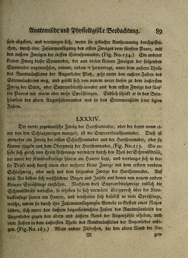 fern abgeben, unb Pereinigen ftcß, wenn fte gebadße Qfuöfpanttutt^ burd^gejirt* cßen, burcß eine beö erßen gweigeo Pom fünften g)aare, mit ben äußern gweigen ber tieffe« ©tintfpannaber. (Fig. No. 154.) ©in anberer Weiner 3weig biefer ©pannaber, bet* aus Pielen Weinen Steigen ber folgenben ©pannabet* angemacf^fen, nimmt, inbem et* ßetwerragt, unter bem andern $ßeile bes Stunbmäußleins bet 2(ugenliebet* $pia|, geßt unter ben äußern gafern be$ ©tirnmaußleinö weg, unb gefeilt ftdvpon neuem unter biefen §u bem außerßen gweig ber ©tirn, ober ©upraorbitalfpannaber aus bem erßen 3weige beS fünf5 ten ^aareS mit einem ober nteßt ©prcßlingcn. ©iblicl^ feßieft er in bas ©ein- ^autlein be$ obern 2lugenf>blenranbe$ unb in bas ©tirnmäußlein feine lejfett §afern* LXXXIV. £>er Pierfe ^pgomatifeße 3weig ber Jpartfpannaber, ober ber brifte wenn ei* ner Pon ben ©d^Iag^weigen mangelt, iß bie ©upraorbitalfpannaber. £)iefe iß entwebet* ein gweig ber erßen ©dßaffpamtaber aus ber ^artfpannaber, ober ße fornrnt einzeln am bem Öber^weig ber ^at*tfpannabet% (Fig. Nö.i?5. ©ie er* ßebt ftd) gleich Pon ißtem Urfprunge porwarts burcf) ben ?ßeil ber ©cl^wulßbrüfe, ber unter bet* ^innbaefenfuge hinten am Raupte liegt, unb Pereiniget fteß in bie* fer ©rüfe nocl^ bureß einen ober meßrere Weine gweige mit bem etßetn Porbem ©dßaftweig, ober aud) mit bem folgenben gweige bet* i^artfpannaber. 2luf biefe 2frC bilben ftd) Petfcßiebene 35ogen unb Unfein aus benen Pon neuem anbere Weinere ©proßlinge entßeßen. Stadlern biefe ©upraorbitafyweige enblicß bie ©d)wulßbrüfe Perlaßen, fo ergeben ße ftd) Porwarts übet^werd^ übet* ber J^inn* baefenfuge leinten am Raupte, unb Pertßeileu fieß bafelbß in Piele ©proßlinge, roelcße, inbem fte brnty iß re gufammenfügungen ©ewebe in ©eßalt eines 3fteßes bilben, fteß unter ben äußern bogenfermid^ten gafern bes 9lunbmausleins ber 21'ugenlieber gegen ben obern unb äußern SKanb ber Slugenßoßle erßeben, unb Piele gafetn in bem außetßen Sßeile bes DtunbmaußleinS ber Qlugenlieber enbi* gen* (Fig. No. 163.) 2Mein anbere gaferd^en, bie ben obern 3ianb ber 2lu* m V 8W
