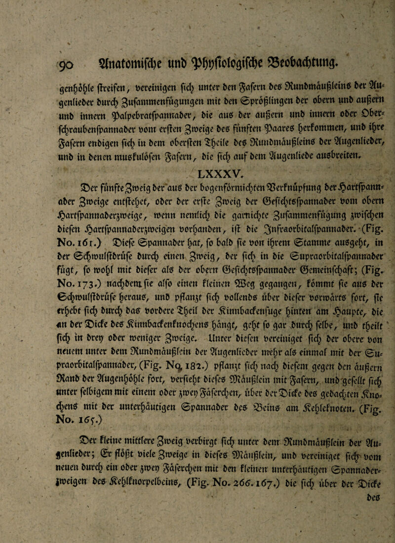 % ' * -r , . , , 90 2(natömifcl)e unb ^Ij»)jtofo<}ifd)e 25eobad)tutig. genf)6f}le flveifcn, bereinigen fiel} unter ben gafern bc$ 9tunbmauf5leinO bet 2(u* genfieber burcf) 3ufammenfugungen &ew ©P^ßltn^en bet obern unb äußern unb Innern 9>afpebratfpanuaber, bie aus ber äußern unb Innern ober Ober* fd)raubenfpannaber 00m erfien 3*wuF be$ fünften Haares Ijerfommen, unb ifjre Rufern enbigen fiel} tn bem oberjlen $f)eife bcS 9{uubmaußfeinS ber 2iugenfieber, unb in benen musfufbfett gafern, fiel} auf bem Siugenliebe auobrelten* ’ ~ / lxxxv. ' - ' i-> SDer fünfte 3n)eig ber aus ber bogenfbrmid}fen93erfnüpfung ber^artfpamt* aber 3^eige entfielet, ober ber erjle 3weig ber ©efte^tsfpannaber Pom ober« ,£>artfpannaber$tretge, trenn nemficl} bk garnierte 3ufammenfügung ^mifcl}en biefen ^arifpannaber^weigen Porf)anben, tff bie 3nfraorbitaffpannaber**(Fig. No* 16 r*) 35iefe ©pannaber f>at, fo halb fie pou ifjrem ©tamme ausgefü, in ber ©<$wuffTbrüfe burd} einen Sweig, ber fiefv in bie ©upraorbitalfpannaber fügt, fo wöf)l mit biefer afs ber obern @eftd}tofpaunaber ©emeinfe^aft; (Fig. No* 173,) nad}bemfie affo einen ffeinen SSeg gegangen, fbmmt fie aus ber ©e^mulflbrüfe |eraus, unb pfTan^f fiel} poflenbs über biefer pormarto fort, fie erfjebt fi<$ burc^ bas Porbere $f)etl ber ^innbaefenfuge Jütten am ^aupeey bie an ber®icfe be$ $tnnba<fenfnod}ens fjangt, ge£f fo gar burd} felbe, unb tfieift' ftd? in brep ober weniger 3roeige* Unter biefen Pereiniget fid} ber obere pon neuem unter bem £Kunbmaußfcin ber 2iugenficber mef)r als einrnaf mit ber ©m praorbitaffpannaber, (Fig. N<^ 182*) pfTan^e fid} nad} biefem gegen ben äußern fftanb ber 2(ugenf)bf)fe fort. Perf ekt biefeß Puffern mit gafern, unb gefeilt fief} unter felbigemmit einem ober jwepgaferdjen, über ber©icfe bes gebad}fcn j?no* d}enö mit ber unterputigen ©pannaber b& Seins- am $e|)fefnoten. (Fig. No. *• - 1 - . .i. , ^ k- r,, -•••*! ^ ia **• u m1 *■ ■ -1< 35a- Fteine mifttere Sroeig berbirgt fiefy unter bettr SKunbrnäuffein bei- 9fu= gentieber; gr ftofjt biete groeige in biefeß SDcäufjtein, unb bereiniget ftcfr bent neuen burd) ein ober jroep g-aferd^n mit ben fteineir unterfjäufigen ©pannaber* jibeigen bes Äe{jtfnorpe(beinsA (Fig. No. 266.167.) bie ftd) über ber £>icfe
