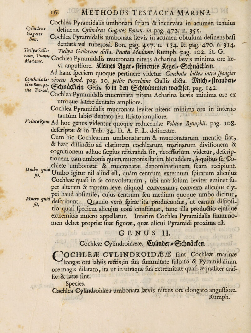 Cochlea Pyramidalis umbonata (Iriata & iacurvata in acumen tenuius c^Undrus definens. Cylindrus Gagates Eonan. in pag. 472. n. 3 5 5'. Uon, ^ Cochlea Pyramidalis umbonata laevis in acumen obtufum definens bafi dentata vel tuberosa. Bon. pag. n. 134. It. pag. 470. n. 314. lurn^XHmu. Gallorum didta, Puntu Madame. Rumph. pag. 102. Iit. G. J^adamT ^ Pyramidalis mucronata nitens Achatina laevis minima ore lae¬ vi anguftiore. ^leinei^ SIgat #(lemcrnc6 0d)ndcf(em. Ad hanc Ipeciem quoque pertinere videtur Conchula la&ea intra Jpongias ConchuUU- vivens Pgnd, pag. 10. petite Porcelaine Gallis dida. SJIild) ^ jitauben*»» «« Pm//* 0cbtt)unitmn n)a($fet. pag. 142. * Cochlea Pyramidalis mucronata nitens Achatina laevis minima ore ex utroque latere dentato ampliore. Cochlea Pyramidalis mucronata leviter nitens minima ore in interno tantum labiodentato feu liriato ampliore. ’ y^olht^J^um hoc genus videntur quoque reducendae Voluta Pumphii. pag. io8» defcriptae & in Tab. 34. Iit. A. F. L. delineatae. Cum hic Cochlearum umbonatarum mua’onatarum mentio fiat, & hasc diftindio ad clariorem cochlearum n^rinarum divifionem & cognitionem adhuc fiepius reiteranda fit, necefikriCim videtUr, defcrip- tionem tam umbonis quam mucronis ftatim hic addere > a quibus fc. Co- Utnho umbonatae & mucronatae denominationem fiiam recipiunt, py Umbo igitur nil aliud eft, quam centrum externmn fpirarum alicujus Cochleae quafi in fe convolutarum , ubi una folum leviter eminet fu- per alteram & tantum leve aliquod convexum, convexo alicujus cly- pei haud abfimile, cujus centrum feu medium quoque umbo dicitur, 7^ delcribunt.’ Quando vero fpirae ita producuntur, ut earum difpofi- tio quafi ipeciem alicujus coni confiituat, tunc illa produdio ejulque extremitas mucro appellatur. Interim Cochlea Pyramidalis fiium no¬ men debet propriae fiiae figurae, quae alicui Pyramidi proxima eft. Cochleae Cylindroidaeae. - r^^OCHLE^ CYLINDROIDiEiE fiunt Cochleae marinae longae or^ labiis reftisiin fiia flimmitate fiulcato & Pyramidalium ore magis dilatato, ita ut in utraque fina extremitate quafi aequaliter crafi. fiaei& l^ae fint. Species, Cochlea Cylindroidaea^ umbonata laevis nitens ore elongato anguftiore. Rumph. Mucre