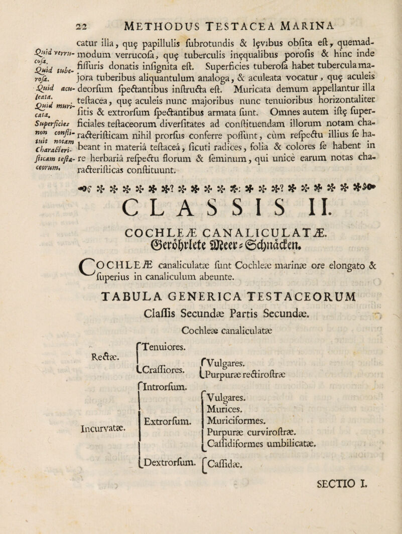 !^tid yeyru~ cojd. ^id mh-’ rofa. Qtiid acu¬ ti At a. ^id muri- cAta^ Superficies non confli- tuit notam Charafieri- Jiicam tefia- Ceorum* 22 METHODUS TESTACEA MARINA catur ilia, qu^ papillulis {librotundis levibus obfita eft, quemad¬ modum verrucofa, qu^ tuberculis in^qualibus porofis &: hinc inde fifTiiris donatis infignita eft. Superficies tuberofa habet tubercula ma¬ jora tuberibus aliquantulum analoga, & aculeata vocatur, qu^ aculeis deorftim {pedantibus inftruda eft. Muricata demum appellantur illa teftacea, quf aculeis nunc majoribus nunc tenuioribus horizontaliter {itis & extror{lim {pedantibus armata liint. Omnes autem ift^ {iiper- ficiaies teftaceorum diveriitates ad conftituendam illorum notam cha- raderifticam nihil prorllis conferre pofllint, cum relpedu illius {e ha¬ beant in materia teftacea, {icuti radices, folia & colores {e habent in re herbaria reipedu florum & {eminum, qui unice earum notas cha- raderifticas conftituunt. S*: sf» ^ 5^ ^5* ^ ^ CLASSIS II. COCHLEiE CANALICULATAE. ©ero^flete Wieec # @(J)nd(len. O CHLE^ canaliculatae {imt Cochleae marinae ore elongato Sc ^^fuperius in canaliculum abeunte. TABULA GENERICA TESTACEORUM Claflis Secundee Partis Secundae. Cochleae canaliculatae Redae, Incurvatae. fTenuiores. 1 LCrailiores. r Introrilim. Extrorftim. rvuig ares. LPurpurae rediroftrae Vulgares. Murices. Muriciformes. I Purpurae curviroftrae. Cailidiformes umbilicatae. I tOextrorfum. fCaffida:. SECTIO I.