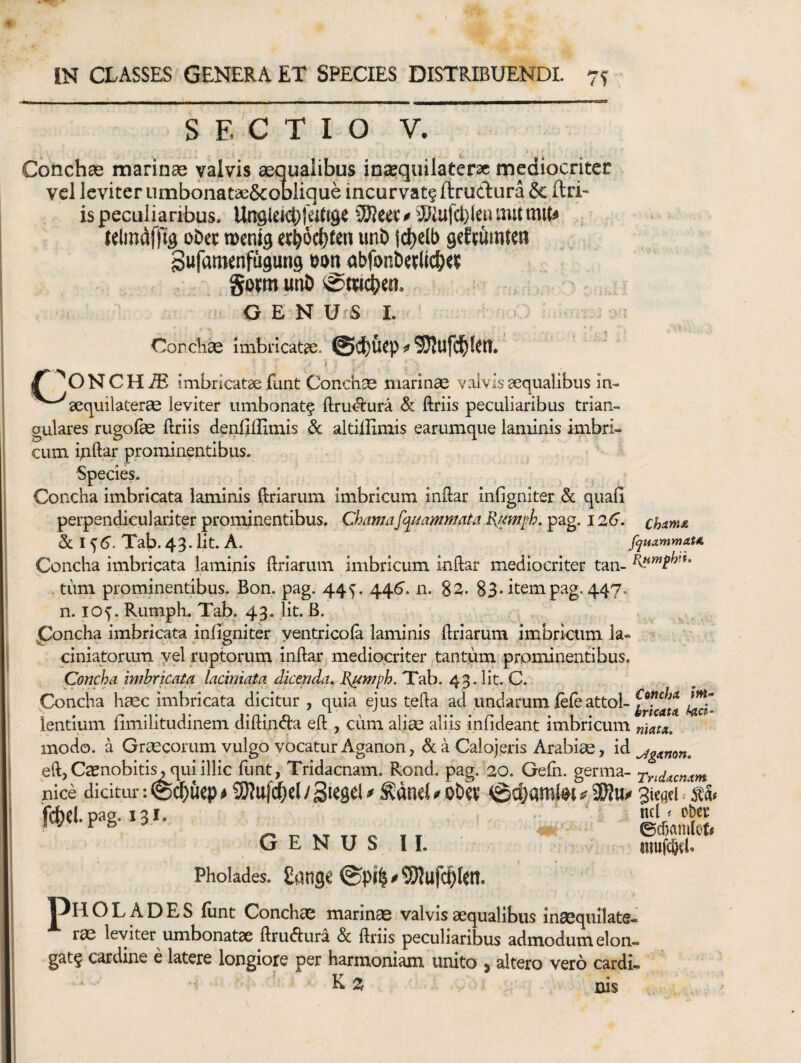 SECTIO V. Conchas marinas valvis sequalibus inasquilaeer* mediocriter vel leviter iimbonatae&ODlique incurvat? ftrudura & ftri- is peculiaribus. Un9lei(^)|«t!se iBleet» ilWufcbleiuwtmib lelmdfllg obet tBcnig «r^ocfjten uni) jc^clb gcft^inteti Sufamtnfugung uon obfonbetlic^rt go«n unb <Sw4)«n- G E N u s I. Condias imbricatae. 0dt)fi^p SWufd^lett. £ imbricatae funt Conchse marinae valvis aequalibus in- ^^aequilaterse leviter umbonat^ ftru(ftura & ftriis peculiaribus trian¬ gulares rugofoe ftriis denfiilimis & altiffimis earumque laminis imbri¬ cum i^ft.^! prominentibus. Species. Concha imbricata laminis ftriarum imbricum inftar infigniter & quafi perpendiculari ter prominentibus. Chawafqmmmata pag. 126. chamjs, &: I ^6'. Tab. 43. Iit. A. f^uammaU Concha imbricata laminis ftrlaruin imbricum inftar mediocriter tan- .tum prominentibus. Bon. pag. 44 5^. 446’. n. 82. 83-item pag. 447. n. 10^. Rumph. Tab. 43, Iit. B. ^ poncha imbricata infigniter ventricola laminis ftriarum imbricum la- ciniatorum yel ruptorum inftar mediocriter tantum^ prominentibus. Concha imbricata laciniata dicenda. B^wph. Tab. 43. Iit. C.. . Concha haec imbricata dicitur , quia ejus tefta ad undarum iefe attol- lentium fimilitudinem diftinda eft , cum alice aliis infideant imbricum niata. modo, a Graecorum vulgo vocatur Aganon, & a Cabjeris Arabiee, id^^^;,o„, eft,Casnobiti^quiillic funt, Tridacnam. Rond, pag. 20. Gefn. germa- rndxcnctm. nice dicitur: ®q)Uep ^ f ^ 0£>Ci; @C|)aml0l gieael ^ ita# . «..K G E N u s 11. nmfW. Pholades. ficinge ®p4#9}?ufcip(m. T^HOLADES funt Conchae marinae valvis aequalibus inaequilate- rae leviter umbonatae ftruAura & ftriis peculiaribus admodum elon- gatf cardine e latere longiore per harmoniam unito ^ altero vero cardi- E z ^ nis