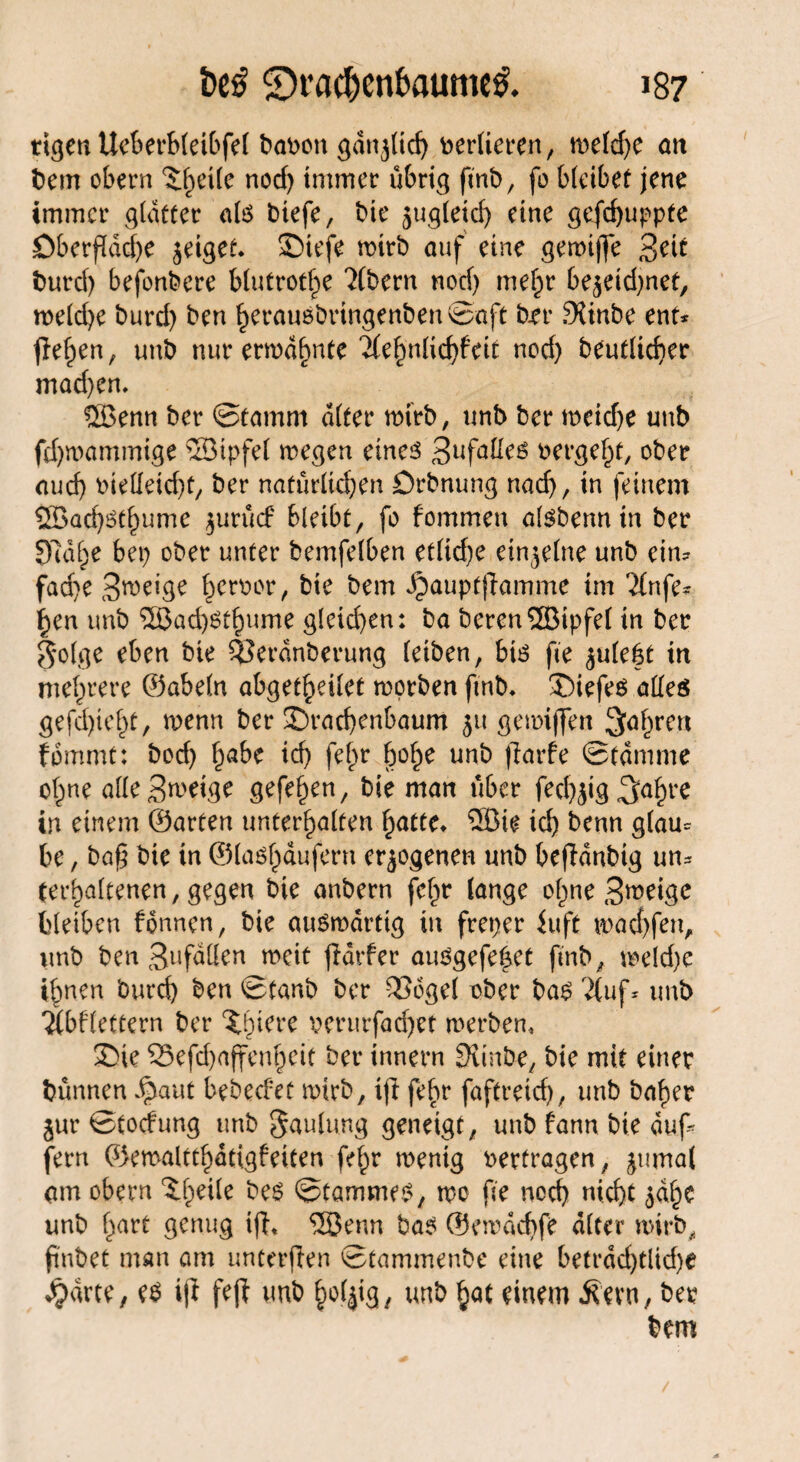 tigen Ueberbleibfel babon gdtglich verlieren, metcf)C an bem obern ^d(e nod) immer übrig ftnb, fo bleibet jene immer glatter als biefe, bie jugleicf) eine gefdjuppte öberfldc^e geiget* £)tefe roirb auf eine gemijfe %tit burd) befonbere blutrote ?(bern nod) mehr be$eid)net, meld)e burd) ben herausbrtngenben©aft bjer JXinbe ent* liefen, unb nur ermahnte 'Jlehnlichfeit nod) beutlicher mad)en. ® enn ber ©tamm alter mirb, unb ber meid)e unb fd)mammige ®ipfel megen eines 3ufa^es bergest, ober aud) bielleidjt, ber natürlichen Drbnung nad), in feinem ®ad)Sthume $urü<f bleibt, fo fommeu alsbennin ber 97df>e bet) ober unter bemfelben etlid)e einzelne unb ein* fad)e Smeige hetbor, bie betrt Jjauptjlamme im 'ünfe* §en unb ®ad)Sthume gleichen: ba beren®ipfe( in ber golge eben bte SPerdnberung leiben, bis fie ^ule|t in mehrere ©abein abget^eilet morben ftnb, £)iefes alles gefd)iel)t, menn ber 3>ari)enbaum 51t gemijfen Sauren fbmmt: bod) habe id) fehr hol^e unb fiarfe ©tdmme ohne alle 3weige gefefmn, bie man über fechjig in einem ©arten unterhalten hatte» ®ie ich benn glau* be, ba$ bie in ©lashaufern erlogenen unb beffdnbtg un* (erhaltenen, gegen bie anbern fchr lange ofme Steige bleiben fbnnen, bie ausmdrttg in freper fuft machfen, unb ben 3ufaüen meit jlarfer auSgefehet ftnb, meld)e ihnen burd) ben ©tanb ber 3S6gel ober bas 2Cuf* unb 'Äbflettern ber verurfad)et merbem £>ie S3efd)a(fenhcit ber innern Svinbe, bie mit einer bünnen J^aut bebeefet mirb, ijl fehr faftreich, unb baher £ur ©toefung unb gaulung geneigt, unb fann bie auf* fern ©emaltthattgfeiten fehr menig vertragen, juma( am obern %{)dk bes ©tammes, mo fie nod) nicht $dhe unb hart genug ij}* ®enn bas ©emachfe alter mivb, pnbet man am unterffen ©tammenbe eine betrdd)tltd)e Jpdrte, es ijl fefl unb holjig, unb hat einem Äevn, ber bem