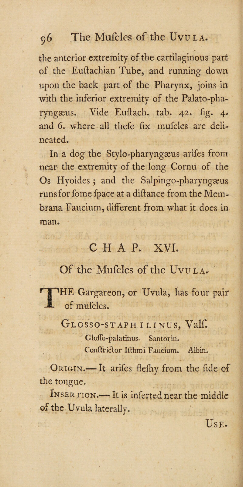 the anterior extremity of the cartilaginous part of the Euftachian Tube, and running down upon the back part of the Pharynx, joins in with the inferior extremity of the Palato-pha- ryngasus. Vide Euftach. tab. 42. fig. 4. and 6. where all thefe fix mufcles are deli¬ neated. In a dog the Stylo-pharyngasus arifes from near the extremity of the long Cornu of the Os Hyoides ; and the Salpingo-pharyngaeus runs for fome fpace at a diflance from the Mem- bran a Faucium, different from what it does in man. CHAP. XVI. Of the Mufcles of the Uvula. THE Gargareon, or Uvula, has four pair* of mufcles. Gl OSS O-STAPH I LINUS, Valf. GlofTopalatinus- Santorin. Conftridtor Iflhmi Faucium. Albin. Origin.— It arifes flefhy from the fide of the tongue. Insertion.— It is infertednear the middle of the Uvula laterally. Use.