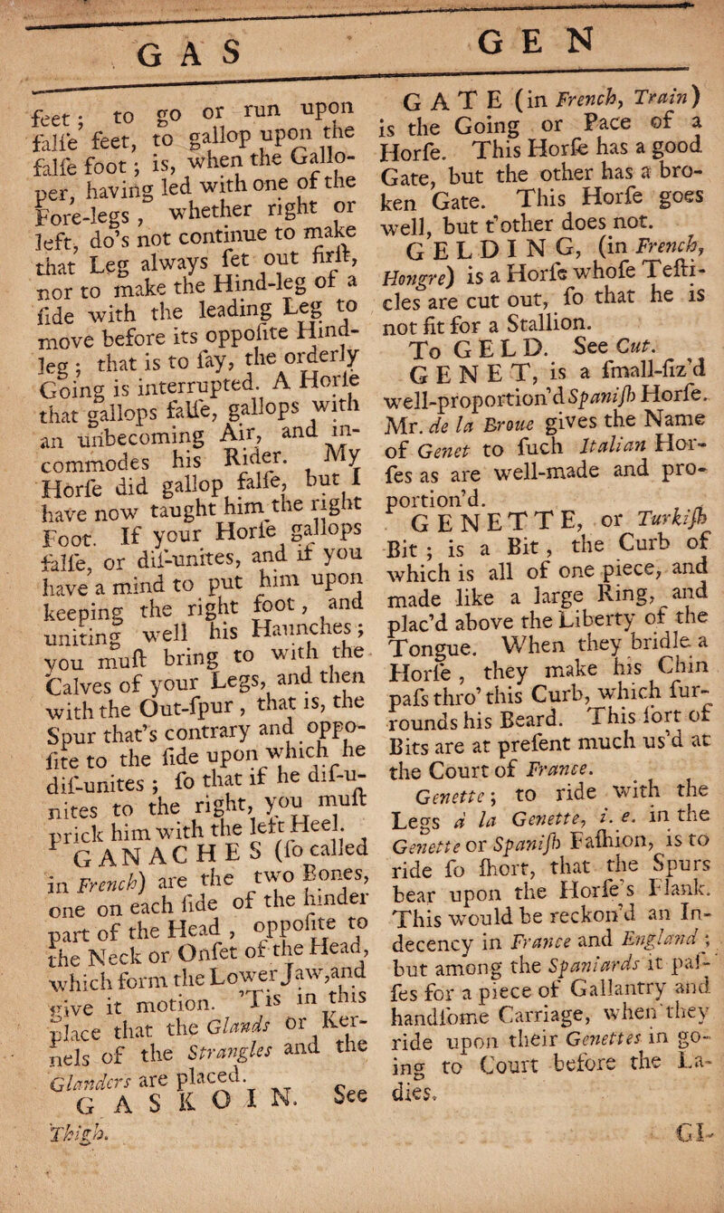 GAS feet; to go or run upon fali'e feet, to gallop upon the falfe foot ; is, when the Gallo¬ per, having led with one of the Fore-legs , whether right or left, do’s not continue to make that Leg always fet out firit, nor to make the Hind-leg of a fide with the leading Leg to move before its opposite Hind- leg ; that is to lay, ^ie 01^er/ Going is interrupted. A Horle that gallops falfe, gallops with an unbecoming Air? and in¬ commodes his Rider. My Horle did gallop falfe, but I have now taught him the right Foot. If your Horle gallops dalle, or dif-unites, and if you have a mind to put him upon keeping the right foot, and uniting well his Haunches ; you muft bring to with the Calves of your Legs, and then with the Out-fpur , that is, the Spur that’s contrary and oppo¬ se to the fide upon which he dil-unites ; fo that if he dif-u- nites to the right you muft prick him with the lef t Heel. 1 GANACHES (lo called in French) are the two Bones one on each lide of the hindei part of the Head , oppofite to the Neck or Onfet of the Head, which form the Lower Jaw,and îrive it motion, ’lis m this place that the Glands or ker¬ nels of the Strangles and the Glanders are placed. G A S K O I N. See Thigh. GEN GATE (in French, Train) is the Going or Face of a Horfe. This Horle has a good Gate, but the other has a bro¬ ken Gate. This Horfe goes well, but t’other does not. GELDING, (in French, Hongre) is a Horfe whofe Tefti- cles are cut out, fo that he is not fit for a Stallion. To GELD. See Cut. GENET, is a fmall-fiz’d well-proportion d Spanijh Horle.. Mr. de la Broue gives the Name of Genet to fuch Italian Hol¬ ies as are well-made and pro¬ portion’d. G E N E T T E, or Turkijh Bit ; is a Bit, the Curb of which is all of one piece, and made like a large king, and plac’d above the Liberty of the Tongue. When they bridle a Horle, they make his Chin pafs thro’this Curb, which fur- rounds his Beard. This lort of Bits are at prefent much us’d at the Court of France. Genette; to ride with the Legs d la Genette, i. e. in the Genette or Spanijh Fafhion, is to ride fo fhort, that the Spurs bear upon the Horles Flank. This would be reckon d an In¬ decency in France and England \ but among the Spaniards it pâl¬ ies for a piece of Gallantry and handlome Carriage, when'they ride upon their Genettes in go¬ ing to Court before the La¬ dies» CD