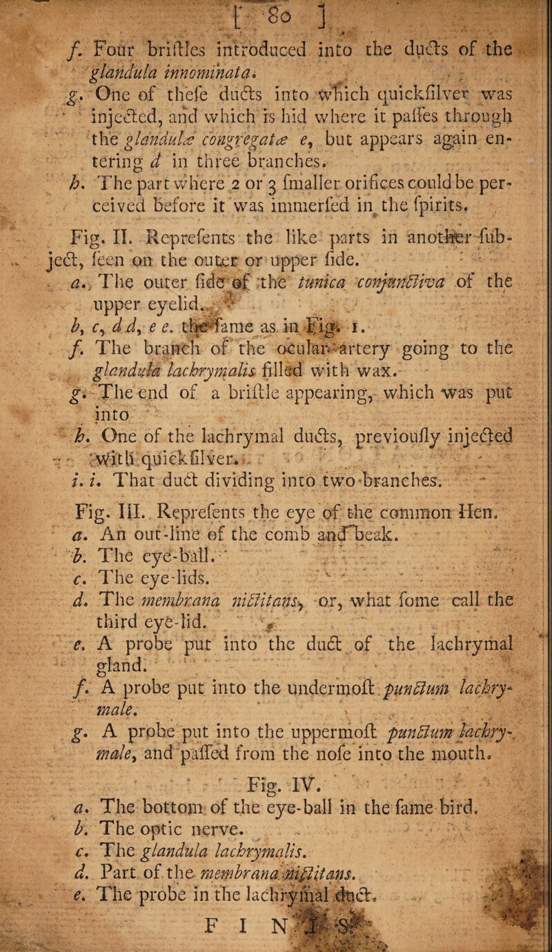 /. Four 'briflies introduced into the duds of the glandula innominata. g. One of thefe duels into which quickfilver was injected, and which is hid where it palfes through tglandule congregate? e, but appears again en¬ tering d in three branches. h. The part where 2 or 3 fmaller. orifices could be per¬ ceived before it was immerfed in the fpirits. Fig. II. Rep re fonts the like parts in another fub- jed, feen on the outer or upper fide. a. . The outer fide of the tunica conjunctiva of the upper eyelid.,. ^ b, cy d d, e e. the fame as. in Fig. -1. /. The branch of the ocuIan artery going to the glandula lacbrymalis filled with wax. g. The end of a bridle appearing, which was put into h. One of the lachrymal duds, previoully injected • .’with quickfilvcr. - u i. That dud dividing into two branches. Fig. III. Represents the eye of the common lien. a. An out-line of the comb andTeak. b. The eye-ball. ' c. The eye-lids. d. The membrana mftitansy or, what feme call the third eye-lid. -r e. A probe put into the dud of the lachrymal gland. 5 /. A probe put into the undermoil .punttum lachry* male. \ g. A probe put into the uppermofl punClum foebry-. male, and pafied from the nofe into the mouth. Fig. IV. a. The bottom of the eye-ball in the fame bird. b. The optic nerve. c. The glandula lacbrymalis. d. Part of the membr ana-niff it an s. e. The probe in the lachrymal .dud F I