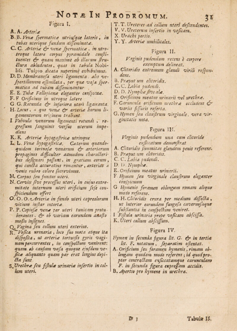 Figura I. A. A. Arter'£ B. B. Venae fpermatica utriufque lateris , in tubas uterique fundum di [feminat £. C. C. Arteria & vena fpermaticoe , in utro- troque latere corpus pyramidale confii- tuentes & quam maxime ab illarum ftru- Bura abludentes* quas in tabula Nobi- lifs. Tuipio dicata nuperime exhibuimus. IX D. Membranofa uteri ligamenta a,lis ve- fpertilionnm afftmilata , per qu<e vafa fper- matica ad tubdm diffeminantur . E'. E, Tuba Fallo mana eleganter confpicua. F. F Orificium in utroque latere GG. Rotunda & inferiora uteri liga?r:enta. H. Locus, a quo vente & arteria horum li¬ gamentorum originem trahunt. I. Valvula venarum ligamenti rotundi , re- greffum Janguinis verfus uterum impe¬ diens K. K. Arterite hytogaflrkte utrinque L: L. Vena hypogaflrica. Ca teram quando¬ quidem tortuofte venarum & arteriarum propagines difficulter admodum characteri¬ bus defignari poffunt, in gratiam eorum , qui cunBa accuratius rimantur, arterias a venis rubro colore fecrevimus, M. Corpus (eu fundus uteri. N. Cervix Jive proceffus uteri* in cujus extre¬ mitate internum uteri orificium fefe con- fpiciendum offert O. O .O.^Arteria infundo uteri capreolorum vitium inflar intorta P. P. Copiofie vena per uteri tunicam protu ■ berantes, & ob variam earundem ana (io mofin injignes. Q^Vagina feu collum uteri exterius. R. Vefica urinaria 3 loco fuo mota atque ita difpojita y ut arteriae tortuojis gyris vagi¬ nam percurrentes y in confpeBum venirent: quam ob caufam vafa quoque ejufdem ve- Jicae aliquanto quam par erat longius depi- fta fiunt §'Urethra feu fifiula urinaria infertio in col¬ lum uteri. T. T. Ureteres ad collum uteri defeendentes. V. V. Ureterum infertio in vejicam.. X. Urachi portio, Y. Y. Arterite umbilicales. < Figura II. V rginis pudendum recens e corpore exemptum delineat. A. Clitoridis extremum glandi virili roffen¬ dens, B. Praput um clitoridis. C. C. Labia pudendi. D. D. Nympha Jive ala. E. Orificium meatus urinarii vel urethra. F. Caruncula orificium urethra occludens & variis f furis referta. G. Hymen feu claujlrum virginale, vera vir¬ ginitatis nota. Figura III. Virginis pudendum una cum clitoride exjiccatum demonflrat A. Clitoridis fummitas glandem penis referens» B. Praput um clitoridis. C. C. Labia pudendi. D. b, Nympha. E. Crficium meatus urinarii. F. Hymen feu virginale claujlrum eleganter confpicmm G Hymenis foramen oblongam rimam aliquo' modo referens. H. H. Clitoridis crura per medium diffeffa , ut interior eorundem fungofa cavernofaqtiff fubflantia in confpeBum veniret. I Fifhela urinaria prope vef.cam abfeiffa K. Uteri collum abfeiffum. Figura IV. Hymen in fecunda figura lit. G■ & in tertia lit. F. notatum, feparatim oflentat. A. Orificium feu for amem hy menis, rimam ob¬ longam quodam modo referens $ id quod pro¬ pter contracfam exficcatamque carunculam F. in fecunda figura expreffam accidit. B, Apertio pro hymene in urethra. Tabula-1!