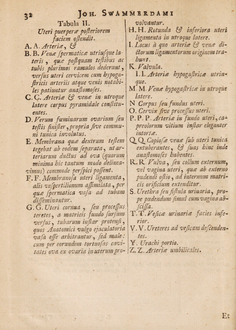 Joh. S^ammiudamx 3^ Tabula II. Uteri puerpera poferi orem faciem oftendit, A. A. Arterice, £5? B. B. Vena fpermatica utriufque la¬ teris , qua poftquam tefiibus ac tubis plurimos ramulos dederunt 3 verfus uteri cervicem cum hypoga- ftricis arteriis atque venis notabi-. les patiuntur anaftomofes. C. C. Arteria £5? vena in utroque latere corpus pyramidale conftitu¬ entes. . D. Verum fGeminarum ovarium feu teftis ftnifter 5propria five commu¬ ni tunica involutus. E. Membrana qua dextrum teftem tegebat ab eodem feparata 5 ut ar¬ teriarum dubius ad ova (quorum minima hic tantum modo delinea¬ vimus) commode perfpici poffent. F. F .Membranofa uteri ligamenta 5 alis vefpertilionum ajftmilata 9 per qu£ fpermatica vaja ad tubam diffeminantur. G. G. Uteri cornua , feu proce[jus tapetes 5 a matricis fundo furfum verfus 3 tubarum inftar protenfi, quos Anatomici vulgo ejaculatoria vafa effe arbitrantur, fed male: cum per eorundem tortuofas cavi¬ tates ova ex ovaria in uterum pro¬ volvantur. HL H. Rotunda £5? inferiora uteri ligamenta in utroque latere. I. Locus d que arteriee £5? vense di¬ fflor um ligamentorum originem tra¬ hunt» K. Valvula. 1.1. Arterue hypogaftricee utrin- que. M M. Venae hypogaftricte in utroque latere. N Corpus feu fundus uteri. O. Cervix five proce (jus uteri. P. P. P, Arteriee in fundo uteri ^ca¬ preolorum vitium inftar eleganter intorta. Q. (X Copiofie venae fub uteri tunica extuberantes, £5? fiuas hinc inde anaftomofes habentes. R. R Vulva, feu collum externum9 vel vagina uteri 3 quae ab externo pudendi oftio 5 ad internum matri¬ cis orificium extenditur. S. Urethra feu fiftula urinaria, pro¬ pe pudendum fvmul cum vagina ab- JciJa. . /* y . T. T .Veficie urinaria facies infe- rior. V. V. Ureteres ad veficam defconden¬ tes. Y. Urachi portio. Z. Z, Arteria umbilicales, * Ec