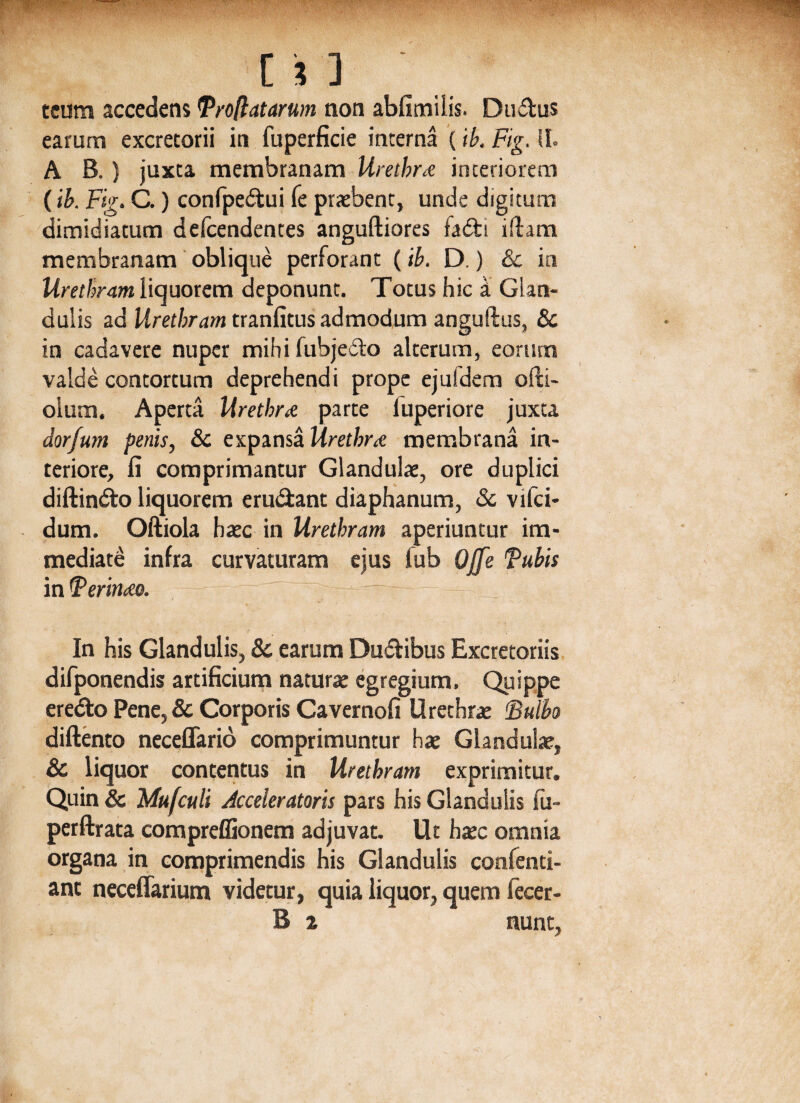 tcum accedens Proflatarum non abfimilis. Du&us earum excretorii in fuperficie interna (ib. Fig. II. AB.) juxta membranam Urethra interiorem (ib. Fig. C.) confpedui Te praebent, unde digitum dimidiatum defccndentes anguftiores fadi iftam membranam oblique perforant (ib. D.) &c in Urethram liquorem deponunt. Totus hic a Glan¬ dulis ad Urethram tranfitus admodum anguftus, & in cadavere nuper mihi fubjedo alterum, eorum valde contortum deprehendi prope ejufdem ofti- olum. Aperta Urethra parte luperiore juxta dor/um penis, & expansa Urethra: membrana in¬ teriore, fi comprimantur Glandulae, ore duplici diftin&o liquorem eru&ant diaphanum, & vifci- dum. Oftiola haec in Urethram aperiuntur im¬ mediate infra curvaturam ejus iub OJfe Tubis in Terinaeo. In his Glandulis, & earum Dudibus Excretoriis difponendis artificium naturae egregium. Quippe ere&o Pene, & Corporis Cavernofi Urethrae Tulho diftento neceflario comprimuntur hae Glandulae, & liquor contentus in Urethram exprimitur. Quin & Mufculi Acceleratoris pars his Glandulis iu- perftrata compreffionem adjuvat. Ut haec omnia organa in comprimendis his Glandulis confenti- ant neceffarium videtur, quia liquor, quem iecer- B x nunt,