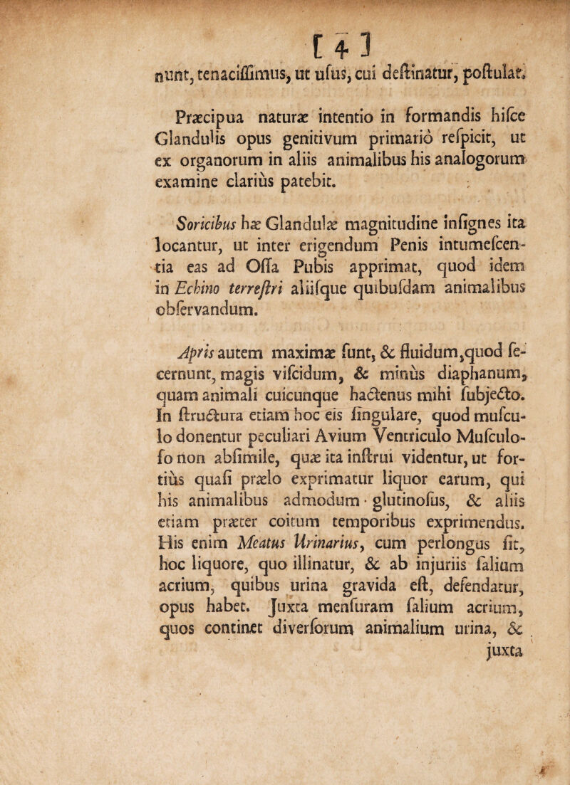 [ + 3 nunt, feaaciffimus, ut ufus, cui deffinatur, poftulat. Praecipua natura: intentio in formandis hi (ce Glandulis opus genitivum primario refpicit, ut ex organorum in aliis animalibus his analogorum examine clarius patebit. • Soricibus ha: Glandulie magnitudine infignes ita locantur, ut inter erigendum Penis intumefcen- tia eas ad Offa Pubis apprimat, quod idem in Echino terre/lri aiiifque quibufdam animalibus obftrvandum. 4 Jpris autem maximae funt, & fluidum,quod fe- cernunt, magis vifcidum, & minus diaphanum» quam animali cuicunque hadtenus mihi fubjedto. In ftruilura etiam hoc eis lingulare, quod mufcu- lo donentur peculiari Avium Ventriculo Mufculo- fonon ablimile, quae ita inftrui videntur, ut for¬ tius quali prario exprimatur liquor earum, qui his animalibus admodum • glutinofus, 8c aliis etiam praeter coitum temporibus exprimendus. His enim Meatus Urinarius, cum perlongus lit, hoc liquore, quo illinatur, & ab injuriis falium acrium, quibus urina gravida eft, defendatur, opus habet. Juxta menfuram falium acrium, quos continet di veriorum animalium urina, & juxta