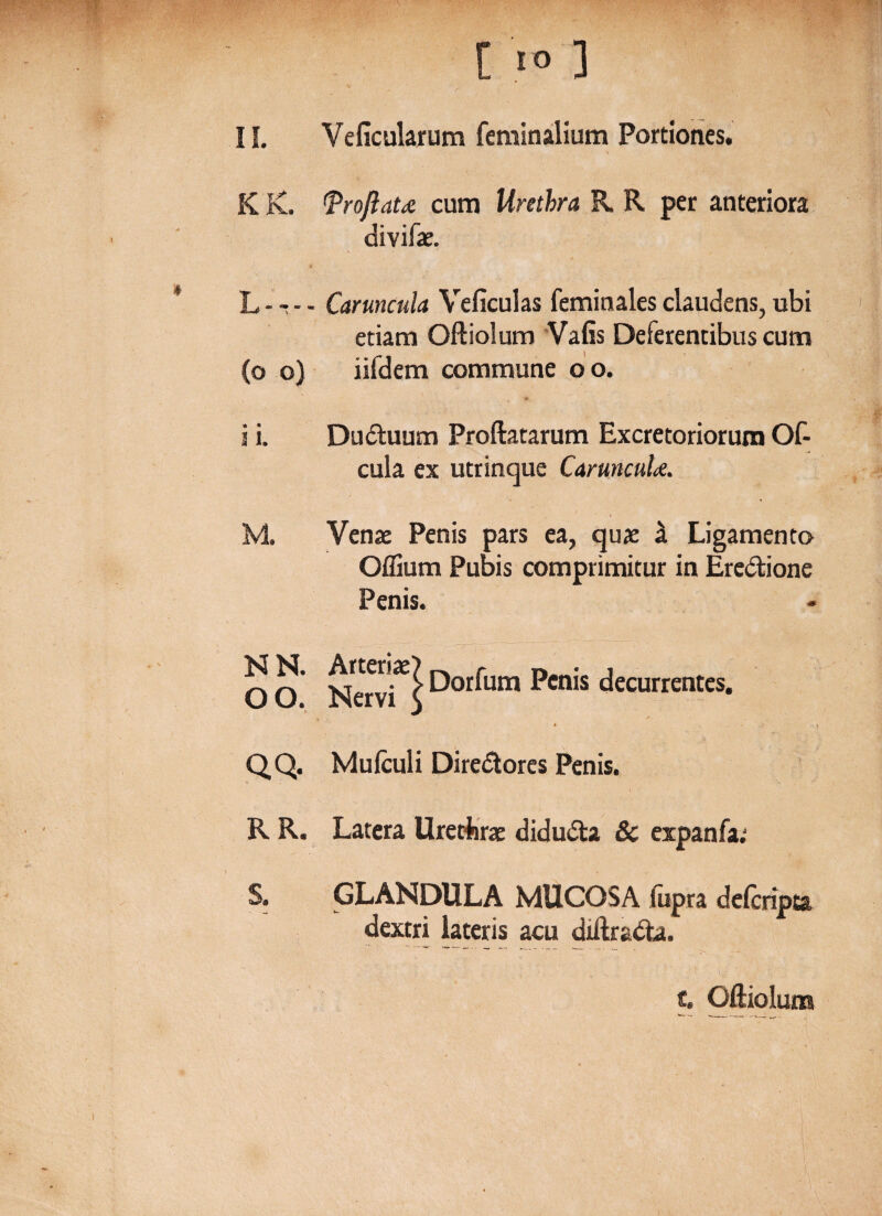 (o o) 3 1. M. NN. OO. * QQ. RR. S. [ ] Velicularum feminalium Portiones. frojlau cum Urethra R R per anteriora divifae. Caruncula Veficulas feminales claudens, ubi etiam Oftiolum Vafis Deferentibus cum iifdem commune oo. * Duduum Proftatarum Excretoriorum Of- cula ex utrinque CaruncuU. Venae Penis pars ea, quae a Ligamento Oflium Pubis comprimitur in Eredione Penis. Nervici ^°r^um Pcn*s decurrentes. Mufculi Diredores Penis. Latera UreArae diduda & expanfa.1 GLANDULA MUCOSA fupra ddcripta dextri lateris acu diftrada. - ' - , _ . ' r \.; • |•. j c. Oftiolum ■