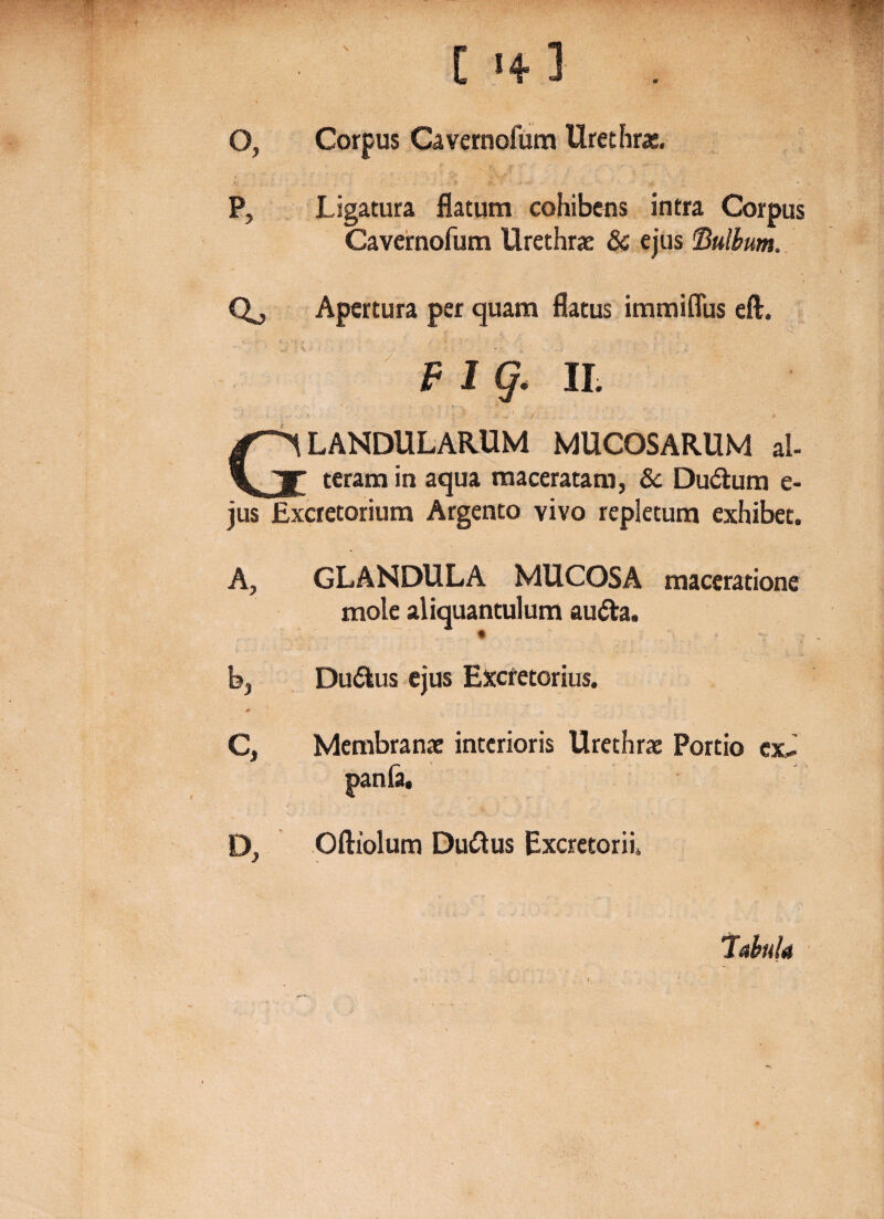 Q, Corpus Cavernofum Urethrae. P, Ligatura flatum cohibens intra Corpus Cavernofum Urethrae & ejus 'Bulbum. Qj Apertura per quam flatus immiflus eft. f i g< ii. , - ' ' .. & 'jf ’ -,Li t Glandularum mucosarum al¬ teram in aqua maceratam, 8c Du£him e- jus Excretorium Argento vivo repletura exhibet. A, GLANDULA MUCOSA maceratione mole aliquantulum aufta. b, Du&us ejus Excretorius. C, Membranae interioris Urethrae Portio ex,. D, Oftiolum Ductus Excretorii. tabula