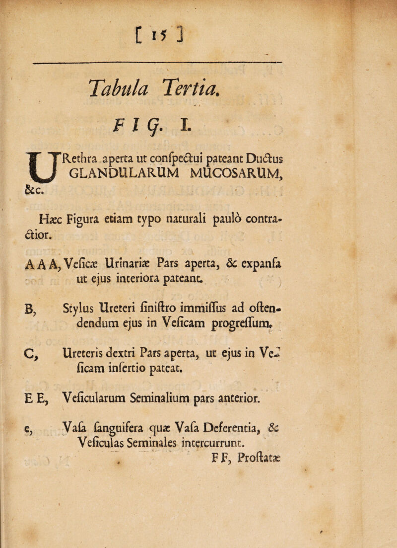 Tabula Tertia. -i Fig. i. URcthra aperta ut confpedlui pateant Du<5tus GLANDULARUM MUCOSARUM, &c. / t * Haec Figura etiam typo naturali paulo contra¬ ctior. A A A, Veflcaz Urinariae Pars aperta, 3c expanfa ut ejus interiora pateant. B, Stylus Ureteri finiftro immilTus ad often- dendum ejus in Veficam progreffum» C, Ureteris dextri Pars aperta, ut ejus in Ve- ficam infertio pateat. E E, Veficularum Seminalium pars anterior. e, VaU languifera quae Vafa Deferentia, Sc Veficulas Seminales intercurrunt. , FF, Proflatae 1
