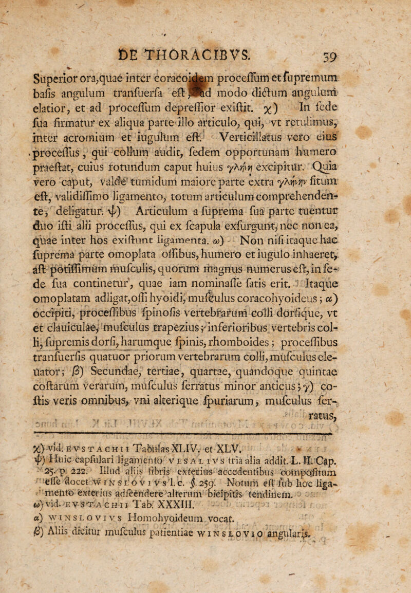 Superior ora,quae inter coracoidgm proeeiTumetfupremum bafis angulum tranfuerfa eft PSd modo dicftum anguluni elatior, et ad proceflum deprefiior exiftit. %) In fede fua firmatur ex aliqua parte illo articulo, qui, vt retulimus, inter acromium et iugulnm eft/ Verticillatus vero eius .procefius, qui colium audit, fedem opportunam humero praeftat, cuius rotundum caput huius yhr^ excipitur. Quia vero caput, valde tumidum maiore parte extra yAwyv fitum eft, validifiimo ligamento, totum articulum comprehenden¬ te, deligatur. \p) Articulum afuprema fua parte tuentur duo ifti alii proceftiis, qui ex fcapula exfurgunt, nec non ea, quae inter hos exiftunt ligamenta, m) Non nifi itaque hac fuprema parte omoplata olfibus, humero et iugulo inhaeret, aft potiftimum mufculis, quorum magnus numerus eft, in fe¬ de fua continetur , quae iam nominafie fatis erit. Itaque omoplatam adligat,ofti hyoidi, mufculus coracohyoideus; co) occipiti, procefiibus fpinofis vertebrarum colli dorfique, vt et clauiculae> mufculus trapezius y inferioribus vertebris col¬ li, fupremis dorii, harumque lpinis, rhomboides; procefiibus tranfuerfis quatuor priorum vertebrarum colli, mufculus ele¬ ctator ; /3) Secundae, tertiae, quartae, quandoque quintae coftarum verarum, mufculus ferratus minor anticusj y) co¬ itis veris omnibus, yni alterique ipuriarum, mufculus fer- • , , • ratus, %) vid. evstachii Tabulas XLIV. et XLV. * yp) Huic capfulari ligamento vesal i v s tria alia addit. L. IL Cap. 25. p. 222. Illud aliis fibris exterius accedentibus 'colnpofitum ■effc docet w 1 n s 1; o v 1 v s '1. c. §. 259. Notum e fi iub hoc liga¬ mento exterius adfbendere alterum bicipitis tendinem. - u>) vid. e v s T. A CHII Tab; XXXIII. - - . a \ • , a) winslovivs Homohyoideum vocat. $) Aliis dicitur mufculus patientiae winslovio angulares.