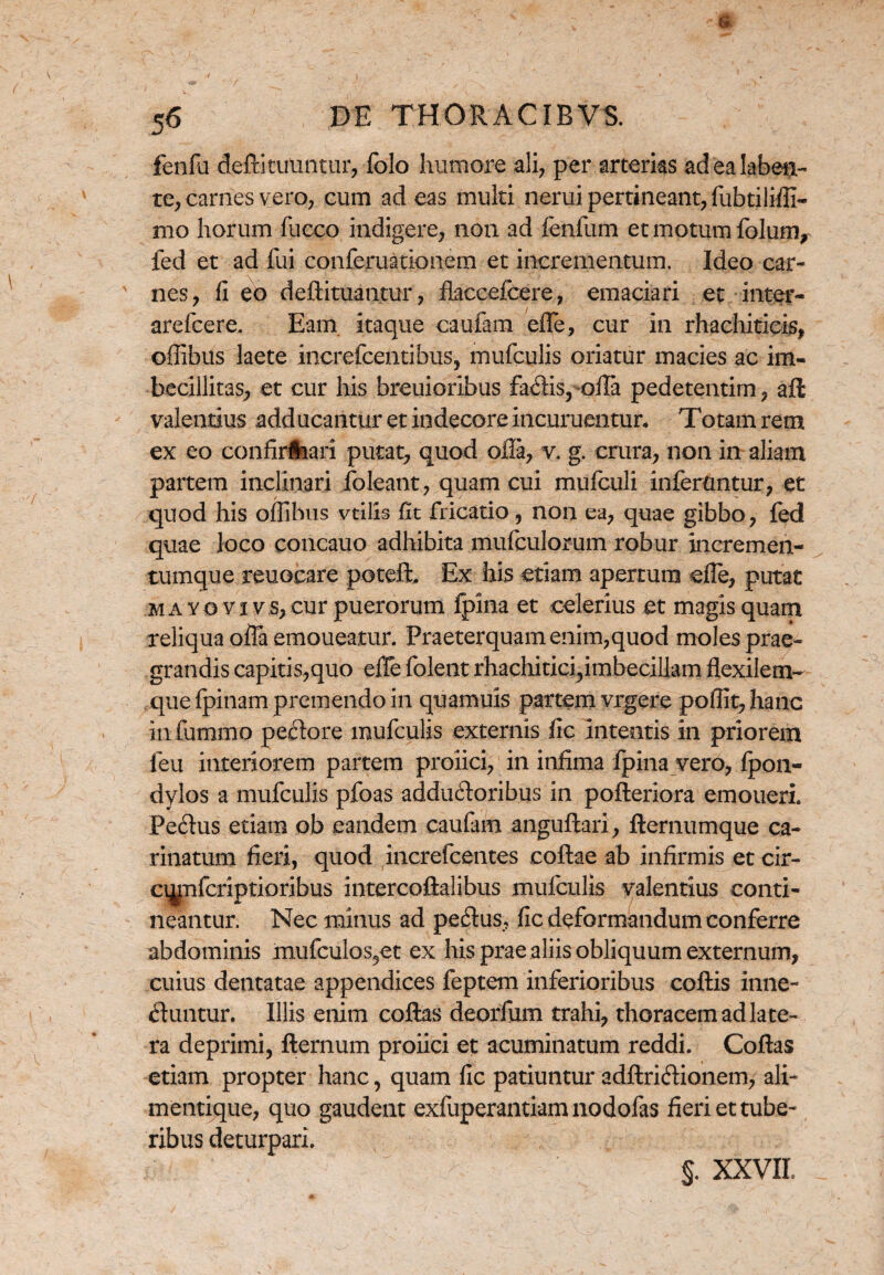 fenfu defti tuuntur, folo humore ali, per arterias adealaben- te, carnes vero, cum ad eas multi nerui pertineant, fubtiiiffi- mo horum fucco indigere, non ad fenfum et motum folum, fed et ad fui conferuationem et incrementum. Ideo car¬ nes, fi eo deftituantur, flaccefcere, emaciari et inter- arefcere, Eam itaque caufam effe, cur in rhachiticis, offibus laete increfcentibus, mufculis oriatur macies ac im¬ becillitas, et cur his breuioribus £a£fis, ofla pedetentim, aft valentius adducantur et indecore incuruentun Totam rem ex eo confirftiari putat, quod olla, v. g. crura, non in aliam partem inclinari foleant, quam cui mufculi inferuntur, et quod his offibus vtilis fit fricatio, non ea, quae gibbo, fed quae loco concauo adhibita mufculorum robur incremen¬ tumque reuocare poteft. Ex his etiam apertura effe, putat mayovivs,cur puerorum fpina et celerius et magis quam reliqua offa emoueatur. Praeterquam enim,quod moles prae¬ grandis capitis,quo elfe folent rhachitici,imbecillam flexilem- que fpinam premendo in quamuis partem vrgere poffit,hanc in fummo pectore mufculis externis fic intentis in priorem feu interiorem partem proiici, in infima fpina vero, fpon- dylos a mufculis pfoas addu&oribus in pofteriora emoneri. Peftus etiam ob eandem caufam anguftari, fternumque ca¬ rinatum fieri, quod increfcentes collae ab infirmis et cir- ci^nfcriptioribus intercoftalibus mufculis valentius conti¬ neantur. Nec minus ad peftus, fic deformandum conferre abdominis mufculos5et ex his prae aliis obliquum externum, cuius dentatae appendices feptem inferioribus collis inne¬ ctuntur. Illis enim collas deorfum trahi, thoracem ad late¬ ra deprimi, fternum proiici et acuminatum reddi. Coftas etiam propter hanc, quam fic patiuntur adftriCtionem, ali¬ mentique, quo gaudent exfuperantiamnodofas fieri et tube¬ ribus deturpari. §. XXVII.