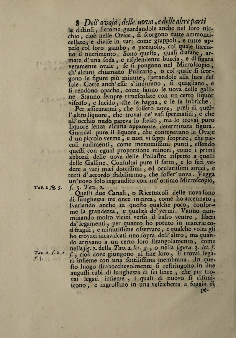 le diftinfi, ficcome guardandole anche nel loro nic¬ chio , cioè nelle Ovaje, fi fcorgono tutte ammonti- cellate, e divife in varj come grappoli, e tutte ap- pefe col loro gambo , e picciuolo , col Quale fuccia- no il nutrimento. Sono quelle, quali diafane , ar¬ mate d’una foda , e rifplendente buccia, e di figura veramente ovale , le fi pongono nel Microfcopio, eh alcuni chiamano Pulicario, o col quale fi fcor¬ gono le figure più minute, fperandole alla luce del' ^ fole. Cotte anch’elTe s’indurano, fi quagliano, e fi rendono opache, come fanno le uova delle galli¬ ne . Stanno Tempre rimefcolate con un certo liquor vifeofo, e lucido, che le bagna, e le fa lubriche. Per alficurarmi, che folfero uova, prefi di quei¬ raltro liquore, che trovai ne’ vali fpermatici, e che all’occhio nudo pareva lo llefso , ma lo trovai puro liquore lènza alcuna apparente determinata figura. Guardai pure il liquore, che contenevano le Ovaje d’un piccolo verme , e non vi feppi feoprire, che pic¬ coli rudimenti, come menomiffimì punti, elTendo quelli con egual proporzione minori, come i primi abbozzi delle uova delle Pollaftre rifpetto a quelli delle Galline. Conlultai pure il fatto, e lo feci ve¬ dere a varj miei dottiffimi, ed oculatilfimi amici, e tutti d’accordo llabilimmo, che foffer’uova. Vegga un’uovo folo ingrandito con un’ottimo Microfcopio, Tav. 2 fig. 5. f% 5. Tav. 2. Quelli due Canali, o Ricettacoli delle uova fono ' di lunghezza tre once in circa, come ho accennato , fvariando anche in quello qualche poco, confort me la grandezza, e qualità de’vermi. Vanno cam¬ minando molto vicini verfo il bafso ventre , liberi da’legamenti, per quanto ho potuto in materie co¬ sì fragili, eminutiffime ofservare, e qualche voltagli ho trovati incavalcati uno fopra dell’altro; ma quan¬ do arrivano a un certo loro llrangolamento, come nellafig. 2. della Tav.z.ìct. g., o nella figura 3. Ict.f. Tav. z. fi. e f ^ cj0£ ^ove giungono al fine loro , li trovai lega- ti infieme con una fottiliflìma membrana. .In que¬ llo luogo llrabocchevolmente fi rellringono in due angulli tubi di lunghezza di fei linee , che pur tro¬ vai legati infieme , i quali di nuovo fi difuni- fc0110, e ingrofiano in una vefcichetta a foggia di, pe-