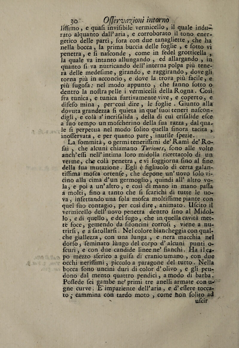 Jiffimo, e quafi mvifibile vermicello, il quale indu¬ rato alquanto dall’aria, e corroborato il tono ener¬ getico delle parti, fora con due tanagliette , che ha nella bocca, la prima buccia delle foglie , e fotto vi penetra, e fi nafconde , come in fedel grotticella , la quale va intanto allungando , ed allargando , in quanto fi va nutricando dell’interna polpa più tene¬ ra delle medefime, girando, e raggirando, dove gli torna più in acconcio, e dove la trova più facile, e più fugofa; nel modo appunto , che fanno fotto o dentro la noftra pelle i vérmicelìi della Rogna. Così fra tunica, e tunica furtivamente vive, e coperto, e difefo mina , percosì dire, le foglie . Giunto alla dovuta grandezza fi quieta in que’fuoi teneri nafcon- digli, e colà s5incrifalida , della di cui crifalide efce a fuo tempo un mofcherino della fua razza, dal qua¬ le fi perpetua nel modo folito quella finora tacita , inoffervata, e per quanto pare , inutile fpezie. La fommità, o germi tenerifìimi de5 Rami de’Ro- fai , che alcuni chiamano Turione/, fono alle volte anch’effi nell’intima loro midolla ricettacolo di un verme, che colà penetra, e vi foggiorna fino al fine della fua mutazione. Egli è figliuolo di certa galan- tiflima mofca ortenfe, che depone un5 uovo folo vi¬ cino alla cima d’un germoglio, quindi all’ altro vo¬ la, e poi a un’altro, e così di mano in mano palla a molti, fino a tanto che fi fcarichi di tutte le uo¬ va, infettando una fola mofca moltiffime piante con quel fuo contagio, per così dire, animato. Ufcito il vermicello dell5 uovo penetra dentro fino al Midol¬ lo, e di quello , e del fugo , che in quella cavità met¬ te foce, gemendo da fifoncini corrofi , viene a nu¬ trirli , e a fatollarfi. Nel colore biancheggia con qual¬ che giallezza, con una lunga , e nera macchia nel dorfo, feminato lungo del corpo d5 alcuni punti o- fcuri, e con due candide iineene’ fianchi. Ha il ca¬ po mezzo sferico a guifa di cranio umano , con due occhi nerifìimi, piccolo a paragone del tutto. Nella bocca fono uncini duri di color d’olivo , e gli pen¬ dono dal mento quattro pendici, a modo di barba* Poflede fei gambe ne? primi tre anelli armate con \x*‘ gne curve. E'impaziente dell’aria, e d’eflere tocca¬ to *' cammina con tardo moto , come hon folito ad ^ 4 > • v ufcir