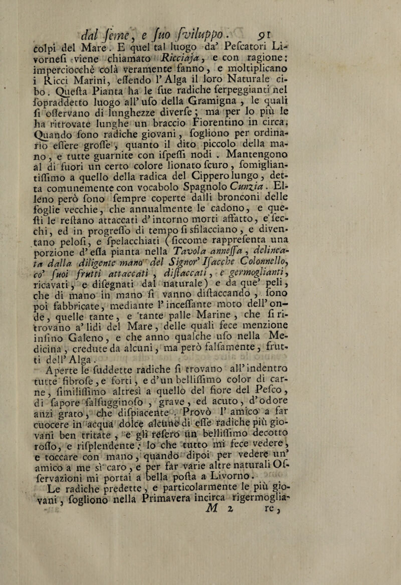 colpi del Mare. E quel'tal luogo da’ Pefcatori Li- vornefi viene chiamato Ricciaja, e con ragione: imperciocché colà veramente fanno, e moltiplicano i Ricci Marini, efiendo l’Alga il loro Naturale ci¬ bo. Quefta Pianta ha le fue radiche ferpeggianti nel fopraddetto luogo all’ ufo della Gramigna , le quali fi ofiervano di lunghezze diverfe ; ma per lo più le ha ritrovate lunghe un braccio Fiorentino in circa. Quando fono radiche giovani, fogliono per ordina¬ rio edere groffe , quanto il dito piccolo della ma¬ no , e tutte guarnite con ifpefiì nodi . Mantengono al di fuori un certo colore lionato fcuro, fomiglian- tifiimo a quello della radica del Cippero lungo, det¬ ta comunemente con vocabolo Spagnolo Cunzirt • El¬ leno però fono fempre coperte dalli bronconi delle foglie vecchie, che annualmente le cadono, e que¬ lli le refiano attaccati d’intorno morti adatto, e fec- chi, ed in progrefio di tempo fi sfilacciano, e diven¬ tano pelofi, e ^pelacchiati ( ficcome rapprefenta una porzione d’efia pianta nella Tavola annega, delinea¬ ta dalla, diligente mano’ del Signor' IJacche Colonnello, co' fuoi frutti attaccati , diflaccati, e germoglianti, ricavati, e difegnati dal naturale ) e da que’ peli, che di mano in mano fi vanno difiaccando , fono poi fabbricate, mediante l’incelante moto dell on¬ de, quelle tante, e 'tante palle Marine, che fi ri¬ trovano a’ lidi del Mare, delle quali fece menzione infino Galeno, e che anno qualche ufo nella Me¬ dicina , credute da alcuni, ma pero faliamente, frut¬ ti dell’Alga. Aperte le fuddette radiche fi trovano all’indentro tutte fibrofe, e forti, e d’un bellifiimo color di car¬ ne , fitnilifiìmo altresì a quello del fiore del Pefco, di fapore falfugginofo , grave, ed acuto, d’odore anzi grato, che difpiaceiite . Provo 1’ amico a far cuocere in acqua dolce alcune di effe radiche più gio¬ vani ben tritate , e gli re fero un bellifiimo decotto rodo, e rifplendente ; io che tutto mi fece vedere , e toccare con mano, quando dipoi per vedere un amico a me sì‘caro , e per far varie altre naturali Oi- fervazioni mi portai a bella pofia a Livorno. Le radiche predette, e particolarmente le più gio¬ vani , fogliono nella Primavera incirca rigermoglia- M z rea