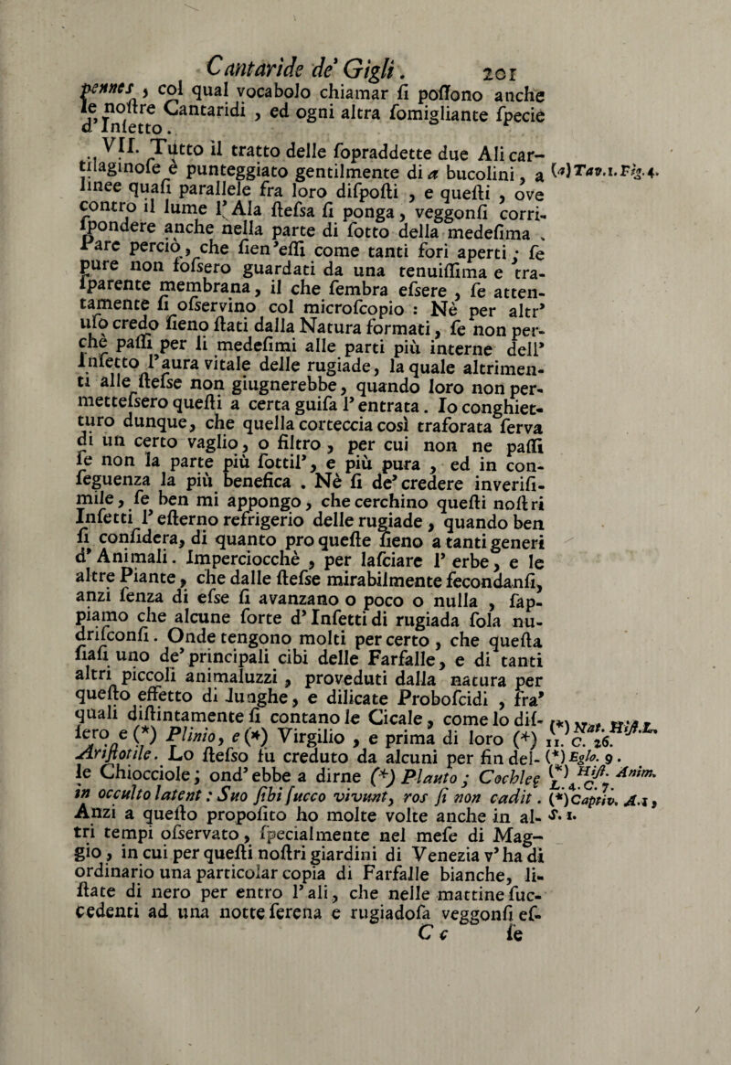 pennes y col qual vocabolo chiamar fi poflono anche d*F f rC ^antar^* > ec* °&n* a^tra Somigliante Specie .. ^7^ Tutto il tratto delle Sopraddette due Alicar- tilaginoie è punteggiato gentilmente dibucolini, a linee quali parallele fra loro difpofti , e quelli , ove contro il lume V Ala llefsa fi ponga, veggonfi corri- ipondere anche nella parte di fotto della medefima % rare perciò, che fien’elfi come tanti fori aperti; fe pure non fofsero guardati da una tenuiffima e tra- lparente membrana, il che fembra efsere , fe atten¬ tamente fi o(servino col microfcopio : Nè per altr’ ufo credo fieno fiati dalla Natura formati, fe non per- P^fii per li medefimi alle parti piu interne dell* Inietto 1 aura vitale delle rugiade, la quale altrimen¬ ti alle (terse non giugnerebbe, quando loro non per¬ mettessero quelli a certa guifa V entrata. Io conghiet- turo dunque, che quella corteccia così traforata ferva di un certo vaglio, o filtro , per cui non ne palli le non la parte più fotti!’, e più pura , ed in con¬ ferenza la più benefica . Nè fi de’ credere inverifi- mile, fe ben mi appongo, che cerchino quelli noli ri Infetti l’efterno refrigerio delle rugiade , quando ben fi confiderà, di quanto prò quelle fieno a tanti generi d’Animali. Imperciocché , per lafciarc l’erbe, e le altre Piante, che dalle ftefse mirabilmente fecondanfi, anzi lènza di efse fi avanzano o poco o nulla , lap¬ piamo che alcune forte d’Infetti di rugiada fola nu- drifeonfi. Onde tengono molti per certo, che quella fiali uno de’principali cibi delle Farfalle, e di tanti altri piccoli animaluzzi, proveduti dalla natura per quello effetto di .lunghe, e dilicate Probofcidi , fra’ quali didimamente fi contano le Cicale, come lo dii- fero e (*) Plinio, e(*) Virgilio , e prima di loro (*) jirijiotile. L*o fiefso fu creduto da alcuni per linde]-1 le Chiocciole ; ond’ebbea dirne (*) Pianto ; Cochleg m occulto lalent : Sito fibifucco vivanty ros fi non cadit. tri tempi o (servato, (penalmente nel mefe di Mag¬ gio, in cui per quelli noftri giardini di Venezia v’ha di ordinario una particolar copia di Farfalle bianche, li- fiate di nero per entro l’ ali , che nelle mattine Suc¬ cedenti ad una notte Serena e rugiadofa veggonfief- C c Se [a]Tav.i.Fi*.4> (*) Nat. HiJ.L, ii. C. z6. [*)EgU. 9 . (*) Hi/l. Aninu L* 4 • C* y • (*) Captiv, A. 1}