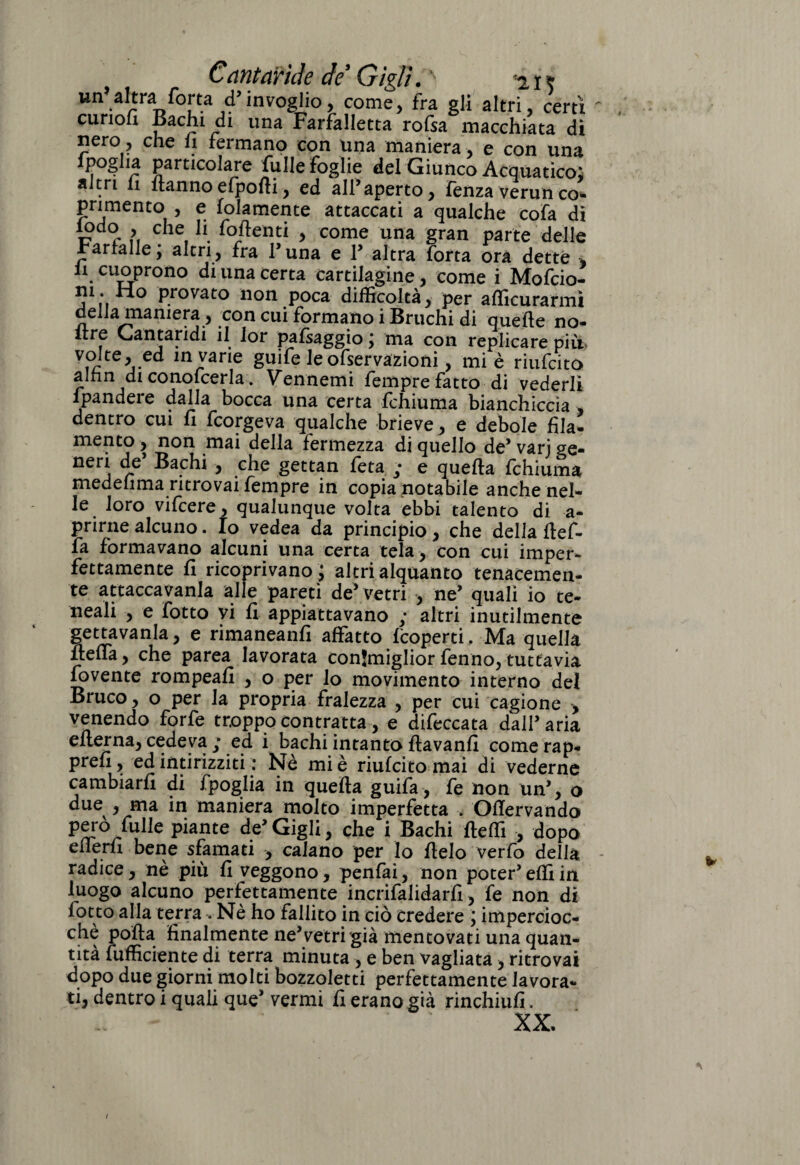 11^altra forca d’invoglio, come, fra gli altri, certi “ canoa Bachi di una Farfalletta rofsa macchiata di nero, che li fermano con una maniera, e con una ipogha particolare fulle foglie del Giunco Acquatico; altri li hannoefpofti, ed all’aperto, fenza verun co¬ pri mento , e folamente attaccati a qualche cofa di mdo , che li fomenti , come una gran parte delle Farfalle; altri, fra l’una e 1’ altra forta ora dette , li cuoprono di una certa cartilagine, come i Mofcio- m. Ho provato non poca difficoltà, per afficurarmi della^maniera, con cui formano i Bruchi di quelle no» itre Cantaridi il lor pafsaggio ; ma con replicare più* volte, ed in varie guife le ofservazioni, mi è riufcito alnn di conofcerla. Vennemi fempre fatto di vederli fpandere dalla bocca una certa fchiuma bianchiccia , dentro cui li fcorgeva qualche brieve, e debole fila- mento , non mai della fermezza di quello de’ varj ge- neri de’ Bachi , che gettan feta ; e quella fchiuma medehma ritrovai fempre in copia notabile anche nel¬ le loro vifcere, qualunque volta ebbi talento di a- prirne alcuno. Io vedea da principio, che della llef- fa formavano alcuni una certa tela, con cui imper¬ fettamente fi ricoprivano; altri alquanto tenacemen¬ te attaccavano alle pareti de’vetri -, ne’ quali io te- neali , e lotto vi fi appiattavano ; altri inutilmente gettavano, e rimaneanfi affatto {coperti. Ma quella fielfa, che parea lavorata conjmiglior fenno, tuttavia mvente rompeafi , o per lo movimento interno del Bruco, o per la propria fralezza , per cui cagione , venendo forfè troppo contratta, e difeccata dall’aria elterna, cedeva ; ed i bachi intanto llavanfi comerap- prefi, ed intirizziti : Nè mi è riulcito mai di vederne cambiarli di fpoglia in quella guifa, fe non un’, o due , ma in maniera molto imperfetta . Ollervando pero filile piante de’ Gigli, che i Bachi fleffi , dopo ellerfi bene sfamati , calano per lo fielo verfo della radice, nè più fi veggono, penfai, non poter’elfi in luogo alcuno perfettamente incrifalidarfi, fe non di lotto alla terra . Nè ho fallito in ciò credere ; impercioc¬ ché polla finalmente ne’vetri già mentovati una quan¬ tità {ufficiente di terra minuta, e ben vagliata, ritrovai dopo due giorni molti bozzoletti perfettamente lavora¬ ti, dentro i quali que* vermi fi erano già rinchiufi. XX. I