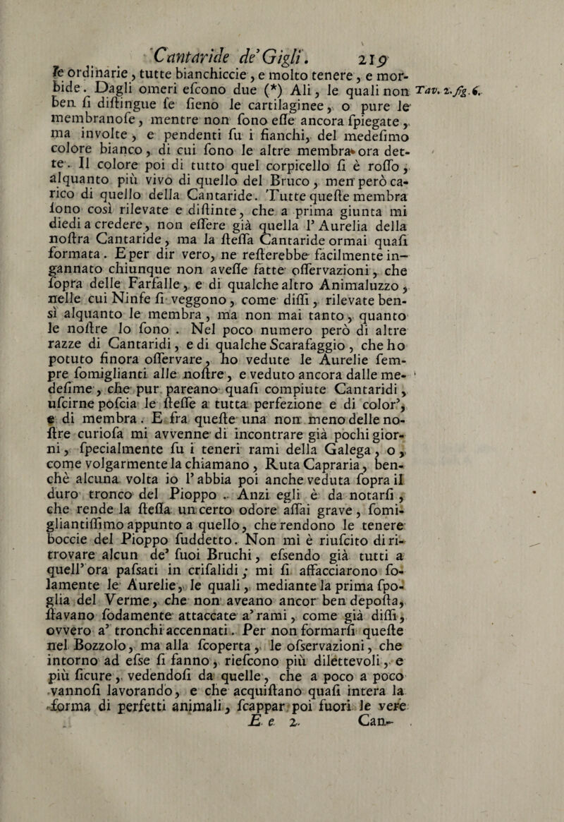 Te ordinarie, tutte bianchiccie, e molto tenere, e mor¬ bide. Dagli omeri efcono due (*) Ali, le quali non bea fi difbngue fe fieno Je cartilaginee, o pure le membranofe, mentre non fono effe ancora {piegate r ma involte , e pendenti fu i fianchi, del medefimo colore bianco, di cui Tono le altre membra*ora det¬ te. Il colore poi di tutto quel corpicello fi è rodò, alquanto più vivo di quello del Bruco, men però ca¬ rico di quello della Cantaride. Tutte quede membra lono così rilevate e didime, che a prima giunta mi diedia credere , non edere già quella l’Amelia della nodra Cantaride, ma la della Cantaride ormai quali formata. Eper dir vero, ne rederebbe facilmente in¬ gannato chiunque non avelie fatte odervazioni, che fopra delle Farfalle ,, e di qualchealtro Animaluzzo, nelle cui Ninfe fi veggono, come dilli, rilevate ben¬ sì alquanto le membra , ma non mai tanto, quanto Je nodre lo fono . Nel poco numero però di altre razze di Cantaridi, e di qualche Scarafaggio , che ho potuto finora odervare, ho vedute le Aurelie fem- pre fomiglianti alle nodre, e veduto ancora dalle me- 1 defime, che pur pareano quali compiute Cantaridi, ufcirne pofcia le dede a tutta perfezione e di color5, e di membra. E fra quede una non meno delle no¬ dre curiofa mi avvenne di incontrare già pochi gior¬ ni , fpecialmente fu i teneri rami della Galega, o , come volgarmente la chiamano, Ruta Capraria, ben¬ ché alcuna volta io V abbia poi anche veduta fopra il duro tronco del Pioppo .. Anzi egli è da notarli , che rende la deda un certo odore adai grave, fomi- gliantidimo appunto a quello, che rendono le tenere boccie del Pioppo fuddetto. Non mi è riufcito di ri¬ trovare alcun de5 Tuoi Bruchi , efsendo già tutti a quell5 ora pafsati in crifalidi ; mi fi affacciarono di¬ laniente le- Amelie,- le quali, mediante la prima fpo- glia del Verme, che non aveano ancor ben depoda, davano fodamente attaccate a5rami, come già didi, ovvero a5 tronchi accennati. Per non formarli quede nel Bozzolo, ma alla fcoperta , le ofservazioni, che intorno ad efse fi fanno, riefcono più dilettevoli, e più ficure,, vedendoli da quelle, che a poco a poco vannofi lavorando, e che acquidano quali intera la forma di perfetti animali, frappar poi fuori le vere E e. z, Cam-