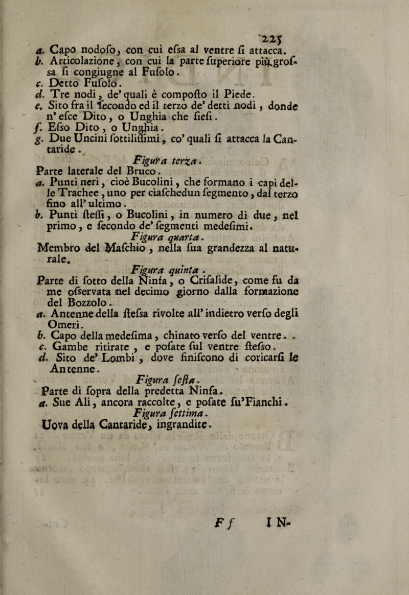 22$ a. Capo nodofo, con cui efsa al ventre fi attacca, b. Articolazione, con cui la parte fuperiore piitgrof- sa fi congiugne al Fufolo. c. Detto Fufolo. d. Tre nodi, de*quali è compofto il Piede. e. Sito fra il fecondo ed il terzo de* detti nodi, donde n*efce Dito, o Unghia che fiefi. f. Elio Dito , o Unghia. g. Due Uncini fottiliSìmi, co’ quali fi attacca la Caa« taride. Figura terza. Parte laterale del Bruco. <a. Punti neri, cioè Bucolini, che formano i capi del¬ ie Trachee, uno per ciafchedun fegmento, dal terzo fino all’ultimo. b. Punti fteffi, o Bucolini, in numero di due, nel primo, e fecondo de’fegmenti medefimi. Figura quarta. Membro del Mafchio, nella fua grandezza al natu¬ rale. - Figura quinta . Parte di fotto della Ninfa, o Crifalide, come fu da me ofservata nel decimo giorno dalla formazione del Bozzolo. a. Antenne della ftefsa rivolte all* indietro verfo degli Omeri. b. Capo dellamedefima, chinato verfo del ventre- . c. Gambe ritirate , e pofate fui ventre ftefio. d. Sito de* Lombi , dove finifcono di coricarli le Antenne. Figura fefla. Parte di fopra della predetta Ninfa -. a» Sue Ali, ancora raccolte, e pofate fu’Fianchi. Figura fettima. Uova della Cantaride > ingrandite - Ff IN
