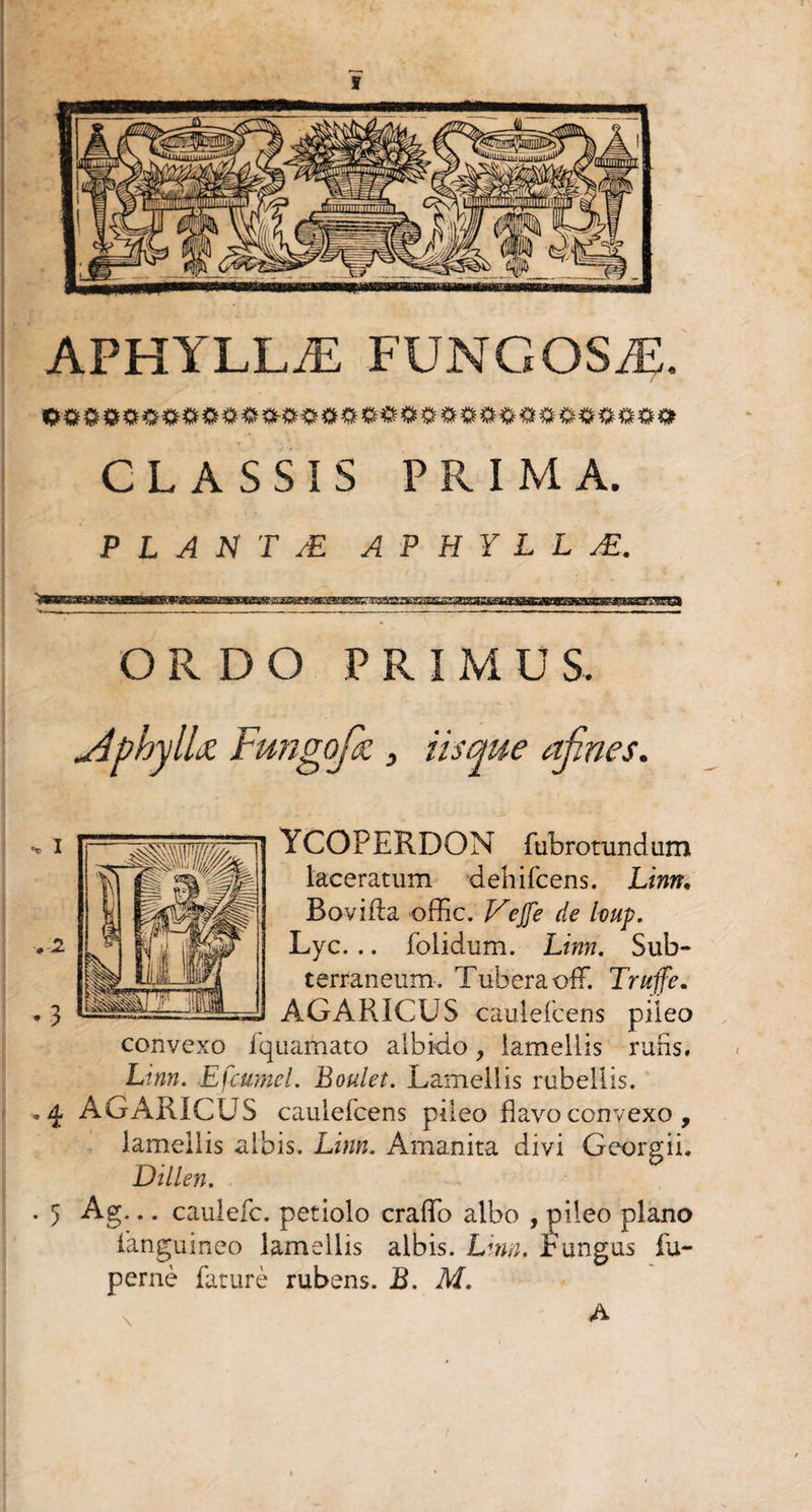 APHYLLÆ FUNGOSÆ. CLASSIS PRIMA. P L A N T Æ APHYLLÆ. ^Btg«CT^«Ma«»TOtBiMWWiBmB»y.3Z^<«a»nBwerTK»wynK3ig!B!KrraiCTJis>gi«q^^Mpyg^i^i^«Mi**vi«wa| OR DO PRIMUS. uiphylU Fungofc , iisque afmes. YCOPERDON fubrotundum laceratum deliifcens. Linrt, BoviAa offic. Veffe de hup. Lyc. .. folidum. Linn. Sub¬ terraneum. Tubera oflf. Truffe, AGARICUS caulefcens pileo convexo fquamato albido, lamellis rufis. Ltnn. EfcumcL Boulet. Lamellis rubellis. ,4 AGARICUS caulefcens pileo flavo convexo , lamellis albis. Linn. Amanita divi Georgii. Dillen. ■ 5 Ag; • • caulefc. petiolo craffo albo , pileo plano ianguineo lamellis albis. Linn; Fungus fu- pernè faturè rubens. B. M. A
