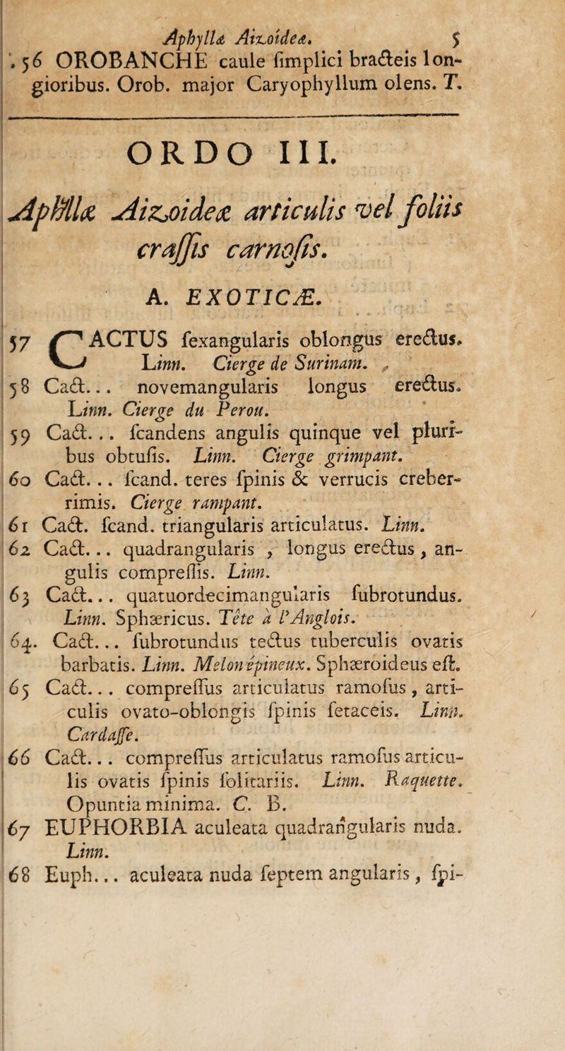 AphylU Ai^oidea. $ .56 OROBANCHE caule fimplici bradeis lon¬ gioribus. Orob. major Caryophyllum olens. T. OR DO III. ApMlœ Aizjoidetz articulis vel foliis craffis carnofis. A. exoticæ. , Î7 Z”1 ACTUS fexangularis oblongus eredus» Linn. Cierge de Surinam. „ y 8 Cad... novemangularis longus eredus* Linn. Cierge du Pérou. 59 Caâ... fcandens angulis quinque vel pluri¬ bus obtufis. Linn. Cierge grimpant. 60 Cad. .. fcand. teres fpinis & verrucis creber¬ rimis. Cierge rampant. 61 Cad. fcand. triangularis articulatus. Linn. 6z Cad... quadrangularis , longus eredus , an¬ gulis comprefîis. Liwz. 63 Cad... quatuordecimangularis fubrotundus. Lwz. Sphæricus. Td? i /*Anglois. 64. Cad... fubrotundus tedus tuberculis ovatis barbatis. Liww. Melon épineux. Sphæroideus eft 6 5 Cad... comprefliis articulatus ramofus, arti¬ culis ovato-oblongis fpinis fetaceis. Linn. Cardajfe. 66 Cad... comprefliis articulatus ramofus articu¬ lis ovatis fpinis folitariis. Linn. Raquette. Opuntia minima. C. B. 67 EUPHORBIA aculeata quadrangularis nuda. Linn. 68 Euph... aculeata nuda feptem angularis, fpi-
