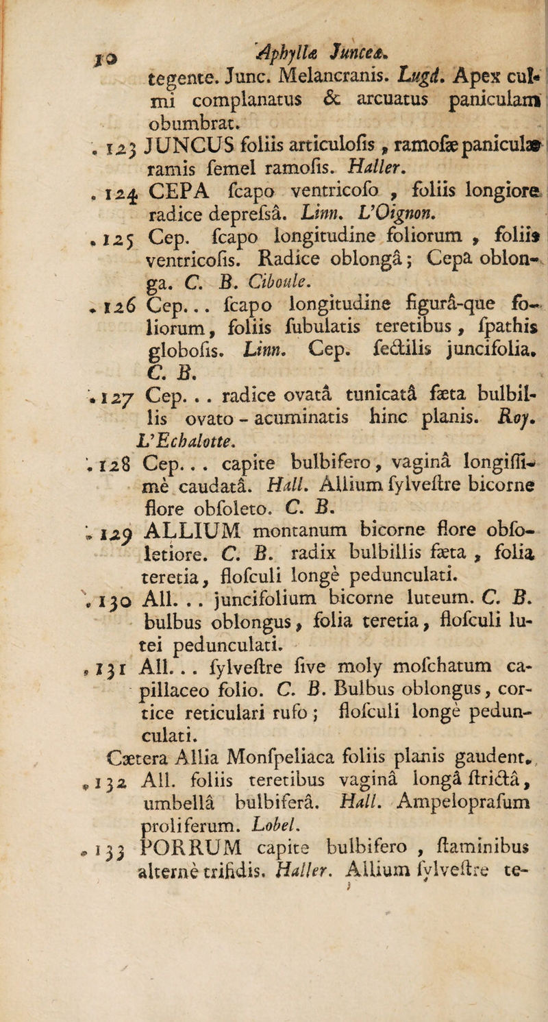 j 3 AphylU Juncea tegente. Junc. Melancranis. Lugi. Apex cuï« mi complanatus & arcuatus paniculam obumbrat. , 12) JUNCUS foliis articulofis, ramofæpanicul» ramis femel ramofis. Haller. . 124 CEPA fcapo ventricofo , foliis longiore radice deprefsâ. Linn. L’Oignon. .125 Cep. fcapo longitudine foliorum , folii* ventricolis. Radice oblonga ; Cepa oblon¬ ga. C. B. Ciboule. + 126 Cep... fcapo longitudine figurâ-que fo¬ liorum , foliis fubulatis teretibus, fpathis globofis. Linn. Cep. fedilis juncifolia* C. B. * 127 Cep. . . radice ovatâ tunicatâ fæta bulbil- lis ovato - acuminatis hinc planis. Roj. L’Echalotte. .128 Cep... capite bulbifero, vaginâ longiffi^ mè caudatâ. Hall. AUium fylveftre bicorne flore obfoleto. C. B. ; izy ALLIUM montanum bicorne flore obfo- ietiore. C. B. radix bulbillis fæta , folia teretia, flofculi longe pedunculati. • 130 Ali. . . juncifolium bicorne luteum. C. B. bulbus oblongus, folia teretia, flofculi lu¬ tei pedunculati. , 13 r Ali... fylveftre five moly mofchatum ca¬ pillaceo folio. C. B. Bulbus oblongus, cor¬ tice reticulari rufo ; flofculi longé pedun¬ culati. Cætera Allia Monfpeliaca foliis planis gaudent* *132 Ali. foliis teretibus vaginâ iongâftridâ, umbellâ bulbiferâ. Hall. Ampeloprafum proli ferum. Lobel. *133 PORRUM capite bulbifero , flaminibus alterné trifidis. Haller. AUium fylveftre te- ;