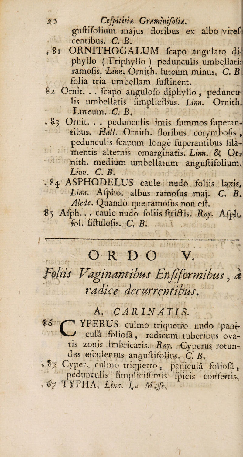 2.Ô Cefpititiœ GumwfolU. guAifolium majus floribus ex albo vlref- centibus. C. B. Ji ORNITHOGALUM fcapo angulato di- phylio ( Triphyllo ) pedunculis umbellath ramofis. Linn. Ornith. luteum minus, C. B folia tria umbellam fuflinent. $2 Omît. . . fcapo angulofo diphyllo, peduncu¬ lis umbellatis fimplicibus. Linn. Ornithi Luteum. C. B, % 83 Omit. . . pedunculis imis fummos fuperan- tibus. Hall. Ornith. floribus corymbohs , pedunculis fcapum longé fuperantibus fila¬ mentis alternis emarginatis. Linn. 8c Qr- nith. medium umbellatum anguftifolium. Linn. C. B. y 84 ASPHODELUS caule nudo foliis la^is, Linn. Afpho. albus ramofus maj. C. R, Alede. Quando que ramofus non efl. 8 5 Afphc. . caule nudo foliis Aridis. Rvy. Afplv fol. fiflulofis. C. B. • ur * * • ' è •' % • .. f ' ■*. ORDO V. . ' Foliis Vaginantibus Enfiformibus, À radice decurrentibus, 1 1 1 • « A. CARINATIS. *6 YPERUS culmo triquetro nudo panh- culâ foliofâ, radicum tuberibus ova-, tis zonis imbricatis. Roy. Cyperus rotum dus efculentus anguftifolius. C. B. * $7 Cyper. culmo triqpetro, panicula foliofâ, pedunculis fimpliciffimis fpicis confeftiss, • TYPHA, Linn, La Majfe.