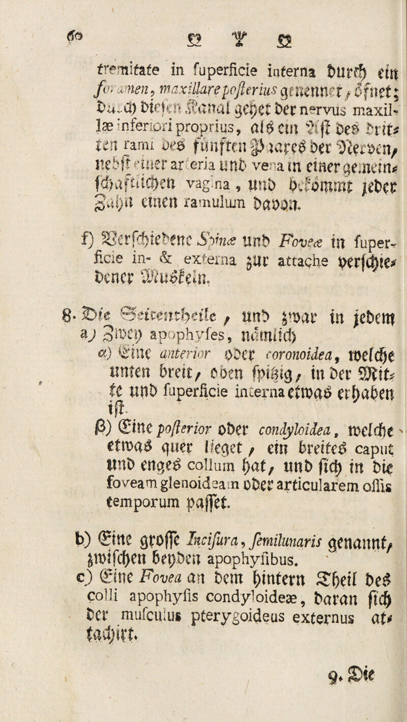 £2 w fremitafe in fuperficie interna Darf?) eilt fc. men, maxälarepoßerius gf nenneXf Ö fitst t>u. ä) tiefen stanat Der n*rvu$ maxii- Ise inferioriproprius, aiScin 'Ji'ji Des beit* tenrami nee ftmftnt ghareS Der Fersen/ nebft einer ar eria utib vena in einer gemein* fd>aftiici)ett vag, na, imb b'.fbmmt jeber einen ramulum baoatt. f) S3erf£&iebenc Spina uni» Fovea in fuper- fieie in- & externa ilir attache »erfdtie* bencr iKuefein. 8- 2>ie (Ssmmfyäle, ttnb y»ar in jebent V 3roep apophyfes, nernüd) «) iStne anterior oOCt eoronoidea, weld)t «tuen breit/ eben fpiäig/ in Der SJtit* tt KttÖ fuperficie interna ehoaö ergaben ift ß) $ine poßerior ober condykidea, tDcfdbe ' etwas quer lieget / ein breites caput twD enges coiium tyat, unb fiep in Die foveam glenoideatn ober articularem offis temporum paffet b) (Stttv gpoffe Incifura, femilunaris genannt/ pifcfKti Depben apophyiibus. c) (Sine Fovea an Dem pintern Speii be$ colli apophyfis condyloides. Daran fid) Der mufculus pterygoideus externus aU fadjitb