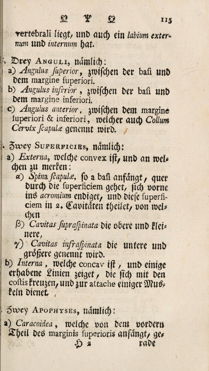 SS T £2 XI5 rerfebrali Ifegt/ Unb auc!) ein Mim extern mm unt) intermm !)df. A iDrey AsöuLij nämlich: I a) Angulus fuperior, JTOifcijCU ber bafi unb Dem margine fuperiori. 1 b) Angulus inferior , jroifcfjctt bet* bafi Unb bem margine inferiori. c) Angulus anterior, jwtfcfjen bem margine iuperiori & inferiori, meiner atlC^ Collum Cervix fiapuk genannt wirb. 5wey Superficies, nantlicf)! a) Externa, welche convex ijf, Unb (in V0(U d)en ju werfen: a) Spina fiapule, fo a bafi anfangt, guer burct) bie fuperficiem gebet/ ficfi norne ins acrowium enbiget/ unb biefe fuperfi- ciem in 2, Cuuitdtea tfyeilet/ non rocU tt)Ctt ß) Cavitas fuprafpinata bie obere IWb fkU nere, 7) Cavitas infrafpinata bie Untere Unb größere genennt wirb. b) Interna, welche concav jfi, unb einige erhabene Simen zeiget, bie fitf) mit ben coftis freuen, unb *ur attache einiger fein bienet , , 5wej Apophyses, ndmlicf) t a) Caracoidea, welche 001t bem oorbern 2|>eil beb marginis fuperioris anfangt/ ge# $ a rnbe