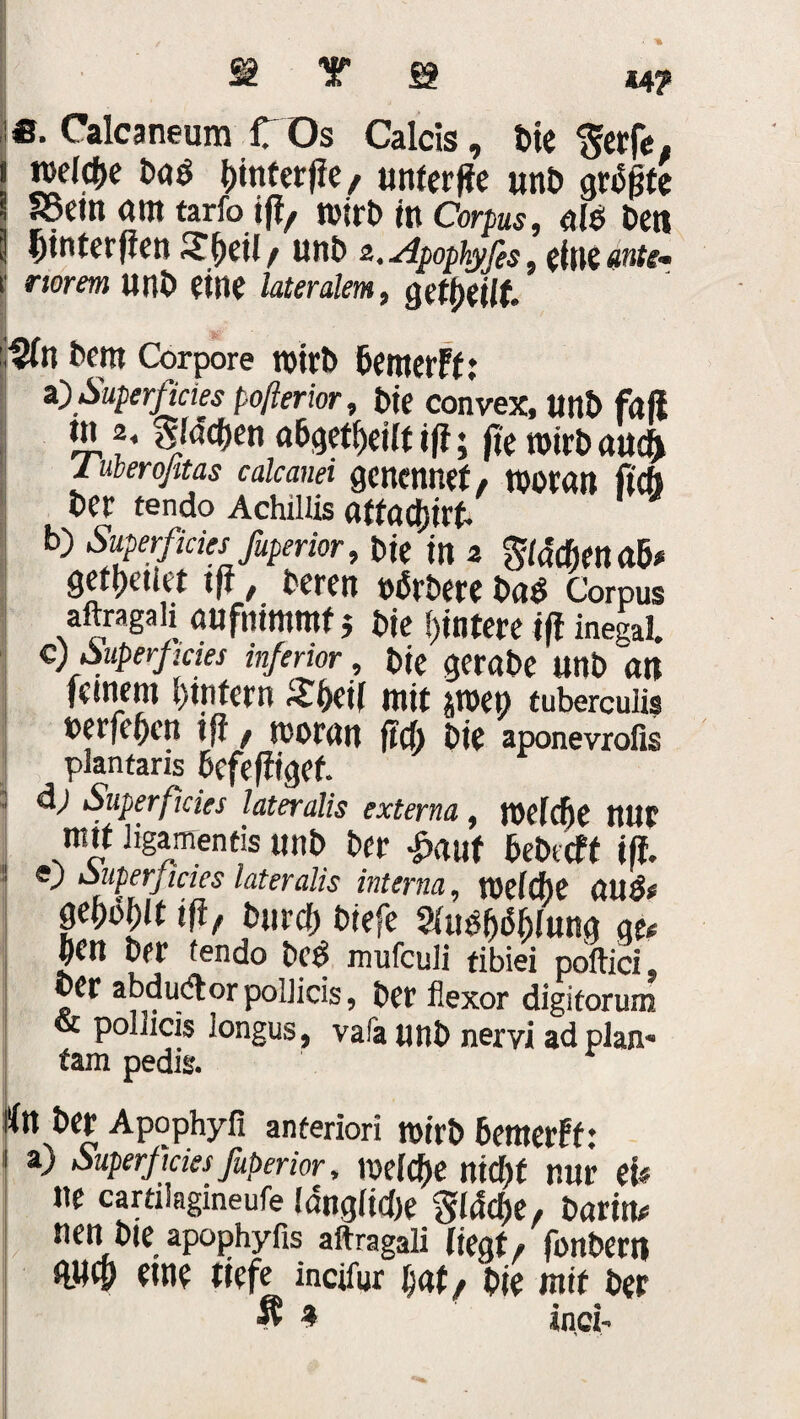 *4? !«■ Calcaneum C Os Calcis, Die ^erfe, wel^c Daö ^ittterfle, unterffe unD gropte Soein am tarfoifi, natrt> in Corpus, alo Den fjinterfien STpeti / unD z.Apophyfis, ein taute* II norm unD eitle lateralem, geteilt ; i jjg*' pfo Dem Corpore roicb bemerFt: i)Superficies poßerior, Die convex, UnD fall in a, Men abgetpeilt iff; fit wirb au# luberoßtas calcanei gcnennet, woran ficfl Der tendo Achiliis affadjirt- b) Superficies ßperior, Die in 2 gidtfienab* gefl)ctier tftDeren »ßrDereDaö Corpus aftragah aufmmmf 5 Die ptntere ifi inegal. C) Superficies inferior, Die gerabe unD an fernem Opfern £i>et( mir pep tuberculis »erfepcn ifi, woran ft# Die aponevrofis plantaris bcfeffiget. äj Superficies lateralis externa, wefcpe nur mir ligamends unD Der £auf bebecft ifi. sj Superficies lateralis interna, Weiche (Hißt gepopft ifif Durcp Diefe $(uOpöpiung au J)Ctt Der tendo Dc$ mufculi tibiei poftici« Der abdudor poIJicis, Der flexor digitorum & poliicis longus, vafa unD nervi ad plan- fam pedis. t tt Der Apophyfi anteriori wirb bemerk: a) Superficies fuberior, mltye ntcpt nur eU ne cartiiagineufe löngltdje sidcpe, Darim nett Die apophyfis aftragali liegt. fonbew «ne tiefe incifur i)at/ Die mit Der Ä 9 ind-