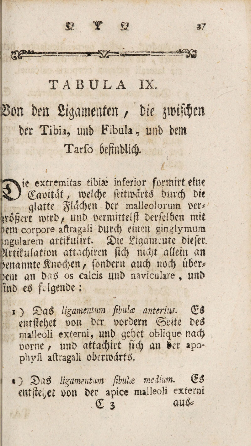 TABULA IX, pon kn ßigamenfen, feie pütyett bet Tibi*, unb Fibula, unb km j Tarfo kftttbÜCf). 5)' ie extremifas tibise inferior formtet eine (£ö»itdt , roelctjc fettmartd burd& Me glatte gldcben bei* malleolorum »er* 'jrojjert wirb/ unb öerraitteljl berfefben mit Dem corpore aftragali burd) einen giijglymum jngularem artifuürt, SDie gigamettte Diejer. Ilrttfulafton attad)iren fid) nicht adern an benannte fnod)en, fonberu and) noct) über? |ent ölt baö OS calcis unb naviculare , uttb jtnb eb folgenbe: 1 • *Y • : • - ,• •• i ) SDä$ llgamentum fibulce antsrm. entfielet x>on ber sorbem @eitc be$ | malleoli exferni, unb gebet oblique nad) s)orne / unb attatyin fid) an icr apo phyfi aftragali O&ettDdrtÖ* t) JÖaÖ li^amentum fibuldd medium. tiltfkiytt bOU bet apice malleoli externi (£ 3