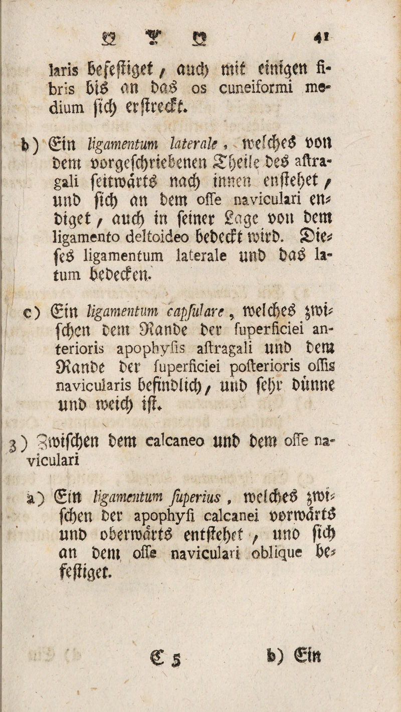 S Y ö '4» ‘ kris ßcfeffiget f and) mit einigen fi- bris bid an bad os cuneiformi me¬ dium ft cf) erfirecff. I--v ,vV , ' * - * . - • V‘ ■. 1 . b) (Ein ligamentum laterale , ttefcfKd bbtt Dem »orgefcfuiefcenen Steile beb aftra- gali feitroattb nacf) innen enffefjet f unb ft cf) (tu bent offe naviculari en« biget, aucf) in feinet Sage »ou bem ligamento deltoideo fiebecff U)itb. Sie« fed ligamentum laterale unb bad la* tum bebeefen. || . - r >  ■ c) (Sin ligamentum capfidare, weldjed JWt« fdf>crt bem S?anbe bet fuperficiei an- terioris apophyfis aftragali unb bettt Staube bet fuperficiei pofterioris offis navicularis beftnblid) / uub feljt büuue unb meid) ift , ' 1 \ l) '3mifd)en bem calcaneo unb bem offe na¬ viculari a) (Sltt ligamentum fuperius , twldsed §U)t« fcf)en bet apophyfi calcanei dertdartd unb oberrodrtd entfielet f uno ft cf) an bem offe naviculari oblique be« fefiiget. € 5 b) ©tt I