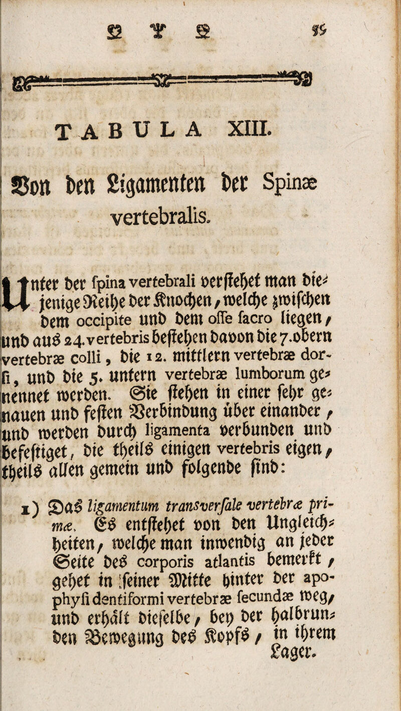TABULA XIII. (SJon i>m Sigömettfen kt Spinse vertebralis. | Inter bet* fpina verfebrali »erffebet wart bte* U jcntgc $Ketl)e Der Änocben, roeldje ^mifcljeit Dem occipite unb Dem offe facro liegen / wnb au$ 24. vertebris befteben ba»on Die 7-obern vertebrae colli, Die 12. mitflern vertebrae dor- fi, unt) Die 5. unfern vertebrae lumborum ge# nennet werben. @ie flehen in einet fet>r ge* nauen unb feflen 33erbinbung über einanber f (unb werben bureb ligamenta »erbunben unb befefiiget, bie tf>eilö einigen vertebris eigen, tbeilS allen gemein unb folgenbe ftnb: I 1) Sa! ligamentum transverfale vertebra pri¬ ma, €£ entfielet t>on ben Ungleich# beiten, welche man inwenbig an jebec ©eite beb corporis atlantis bewerft t gebet in (feiner CDittfe hinter ber apo- phylidentifornri vertebrae fecundae weg/ unb erbalt biefelbe, bet) ber balbrun# ben Bewegung beb $opfb / jw ‘btem . . £ager.